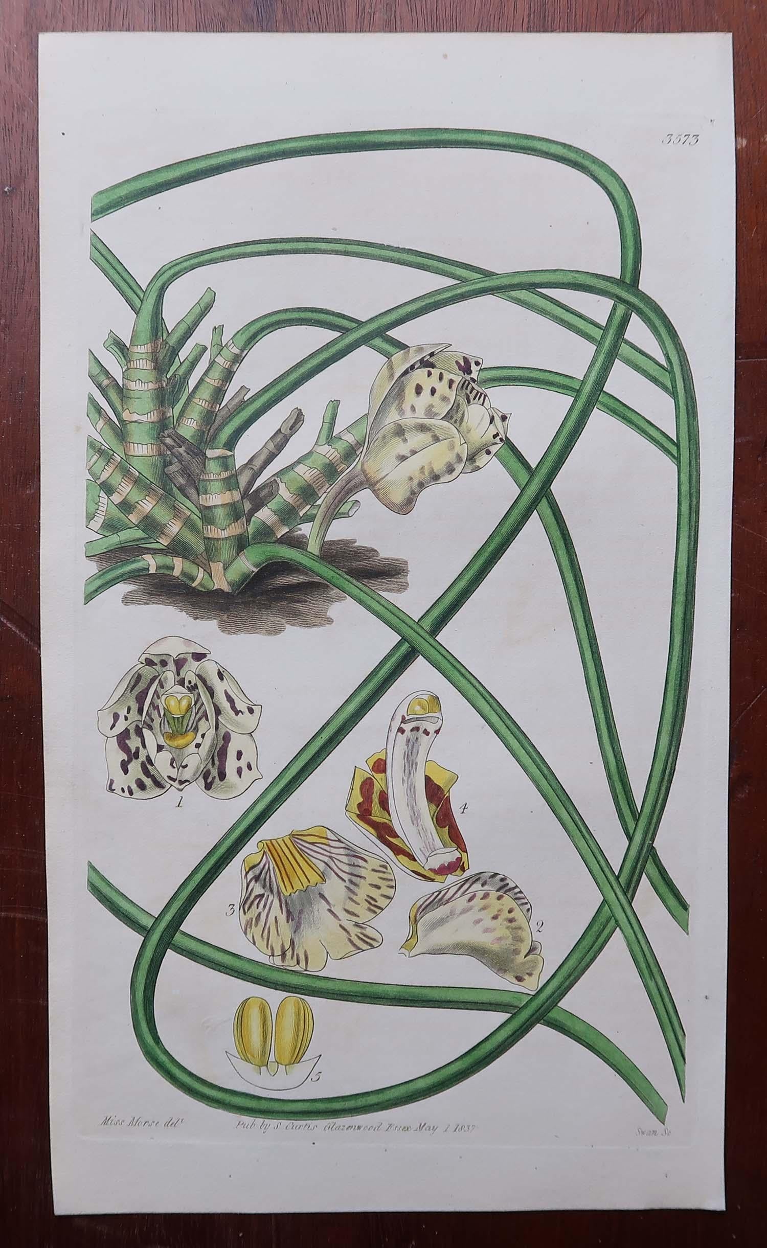 Set of 12 Original Antique Botanical Prints- Orchids. Curtis. Dated 1837 For Sale 4