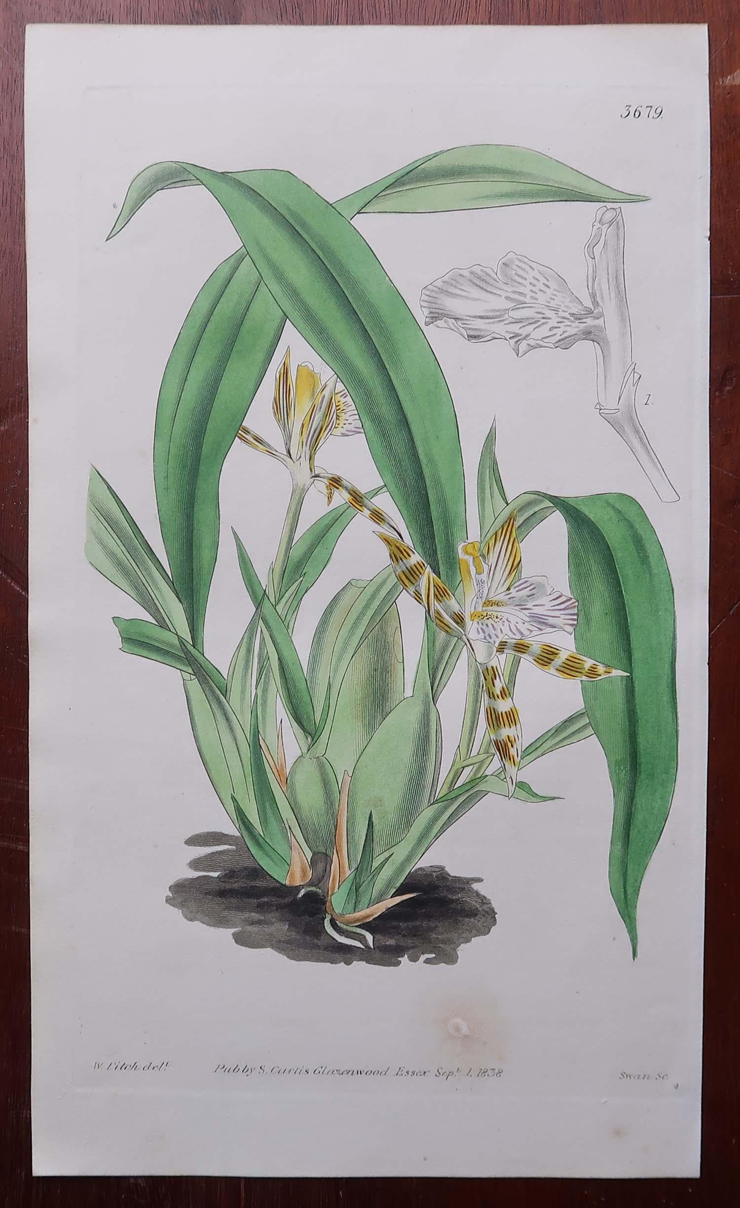 Set of 12 Original Antique Botanical Prints- Orchids. Curtis. Dated 1837 For Sale 5