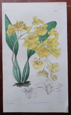 Set of 12 Original Antique Botanical Prints- Orchids. Curtis. Dated 1837