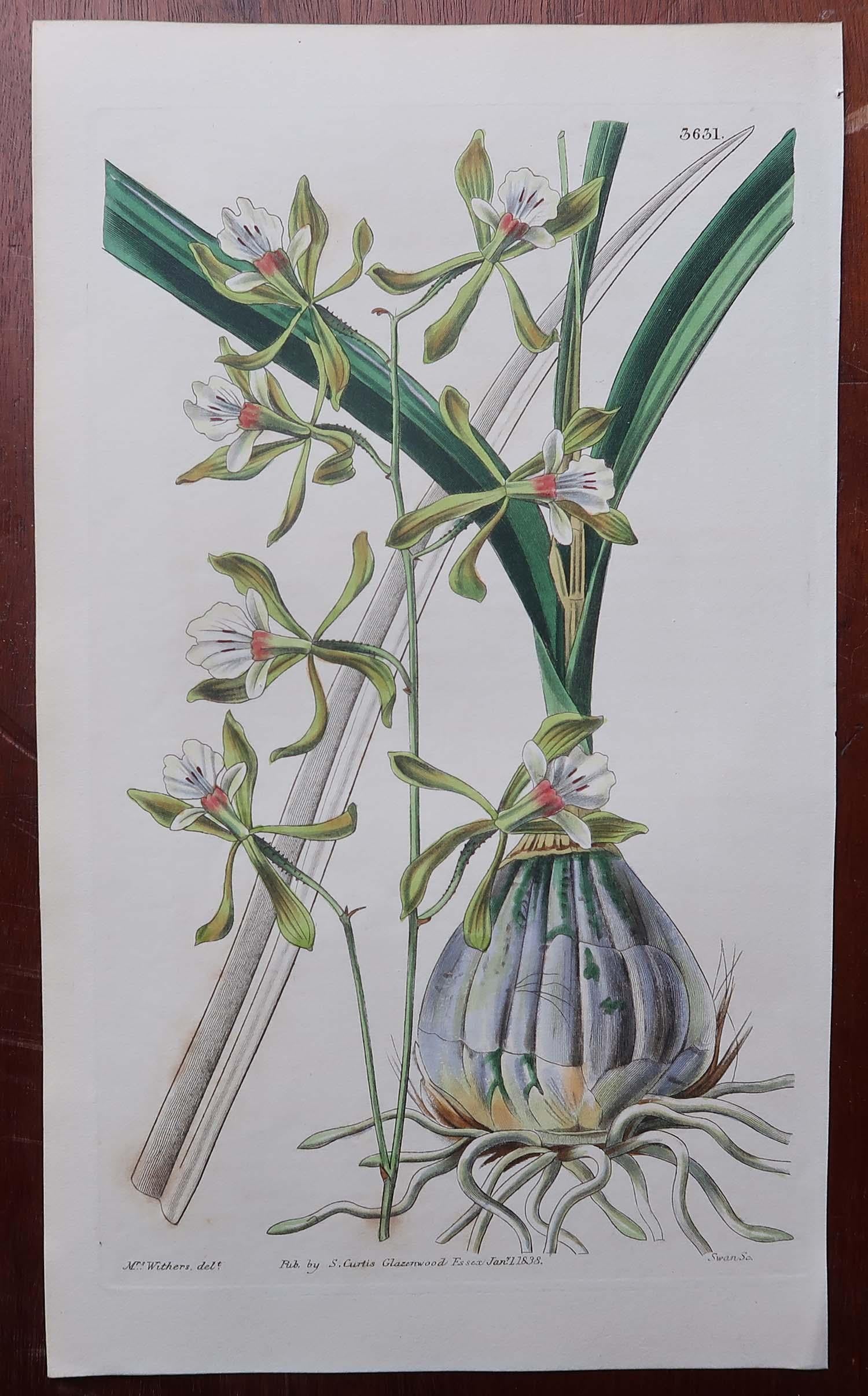 Georgian Set of 12 Original Antique Botanical Prints- Orchids. Curtis. Dated 1837 For Sale