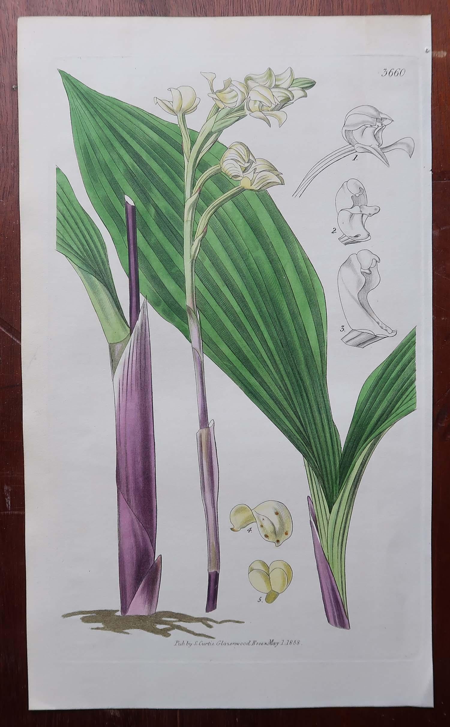 English Set of 12 Original Antique Botanical Prints- Orchids. Curtis. Dated 1837 For Sale