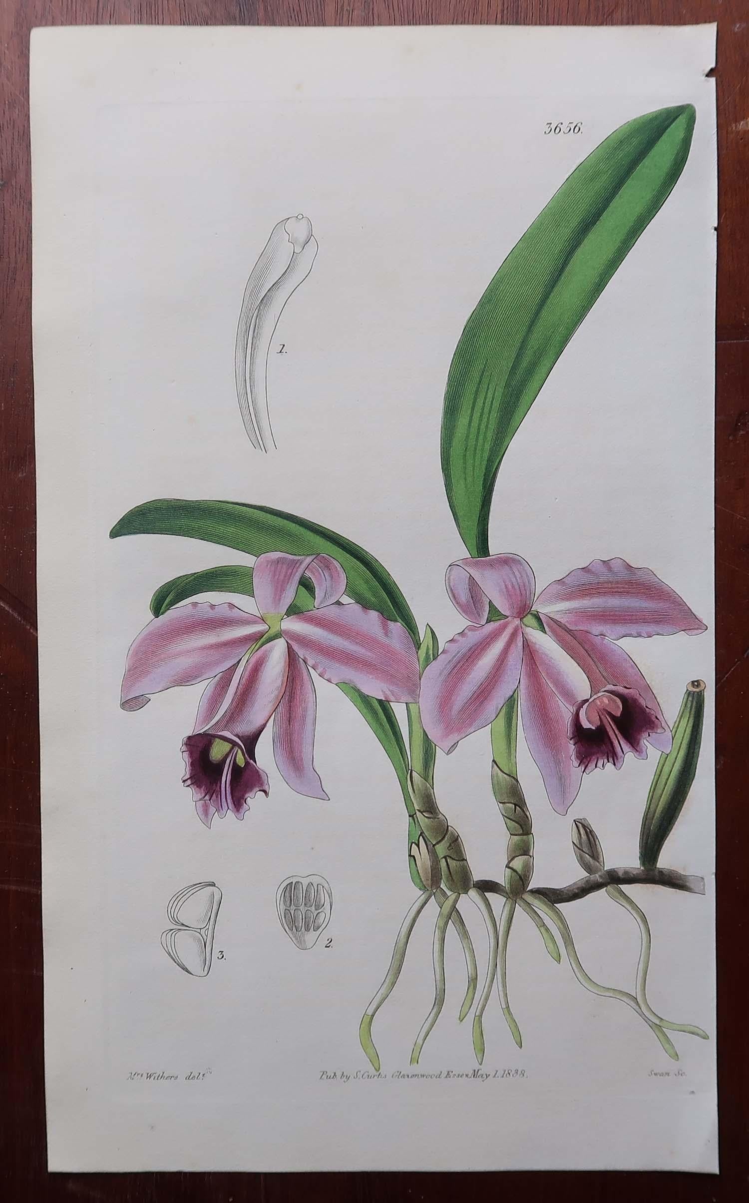 Other Set of 12 Original Antique Botanical Prints- Orchids. Curtis. Dated 1837 For Sale
