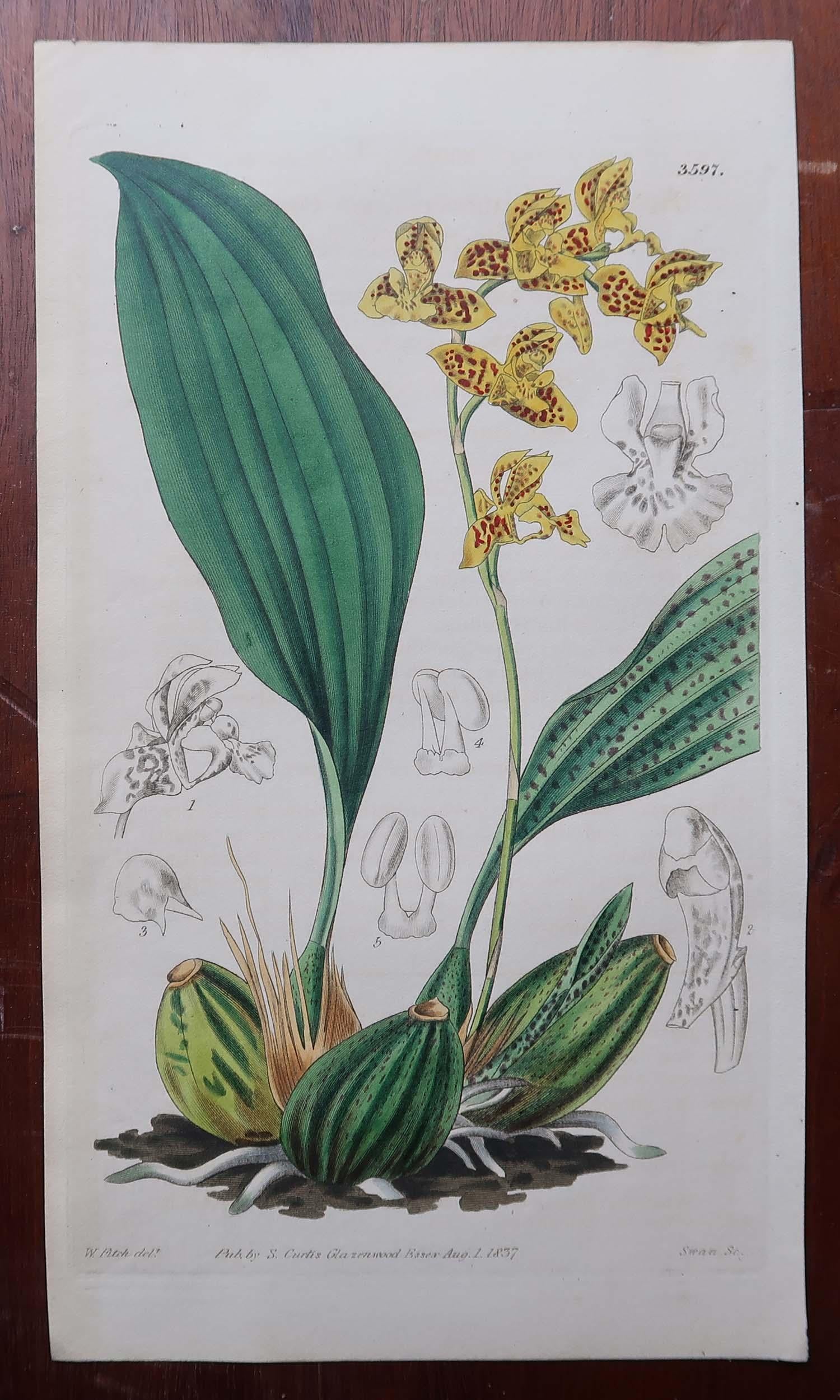 Set of 12 Original Antique Botanical Prints- Orchids. Curtis. Dated 1837 In Good Condition For Sale In St Annes, Lancashire