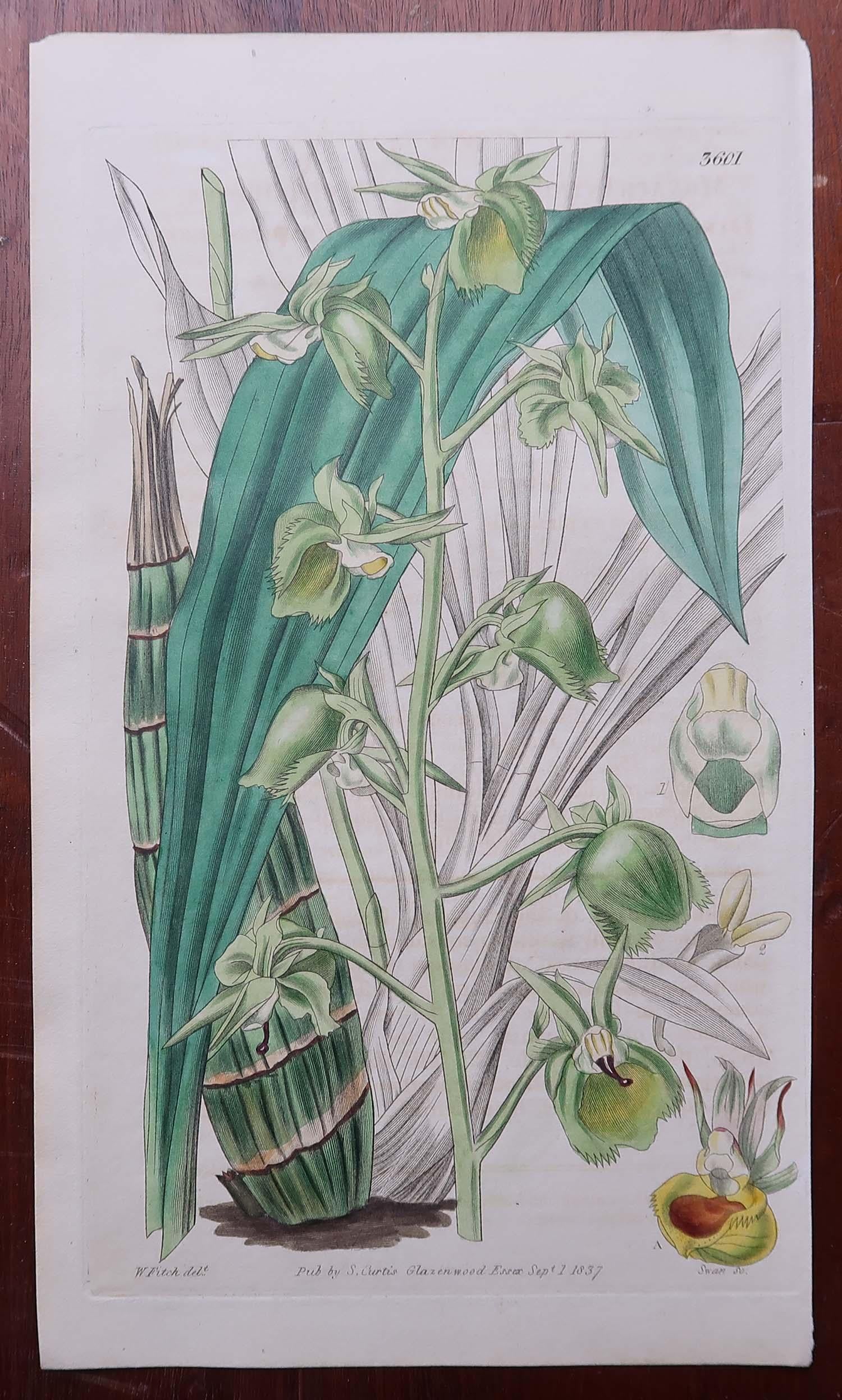 Mid-19th Century Set of 12 Original Antique Botanical Prints- Orchids. Curtis. Dated 1837 For Sale