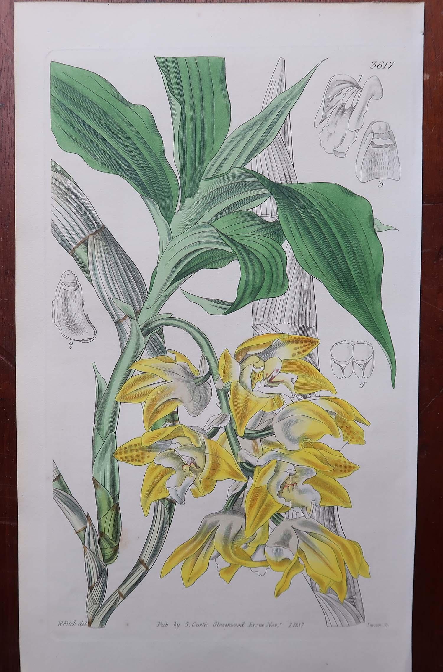 Paper Set of 12 Original Antique Botanical Prints- Orchids. Curtis. Dated 1837 For Sale