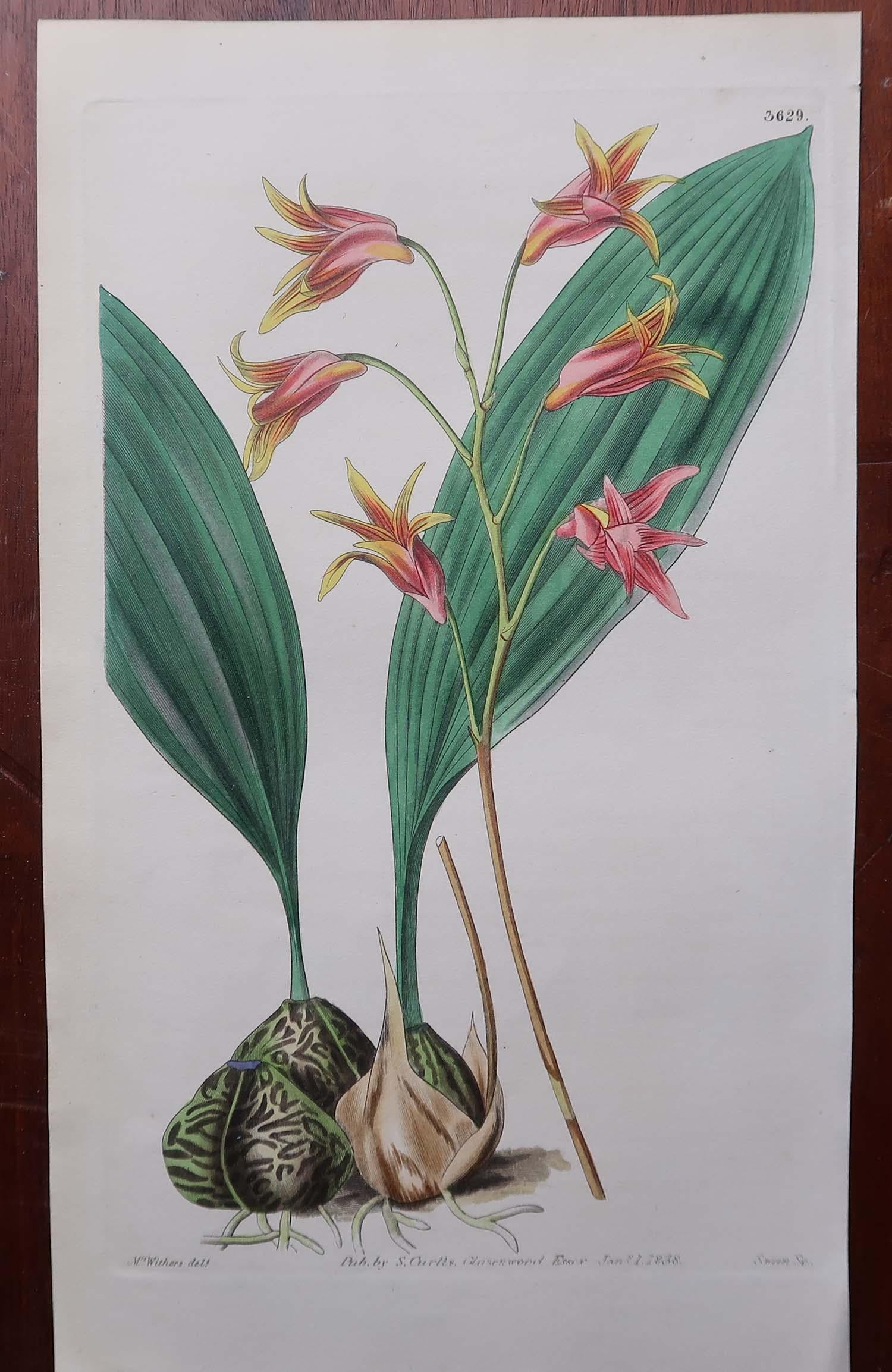 Set of 12 Original Antique Botanical Prints- Orchids. Curtis. Dated 1837 For Sale 1