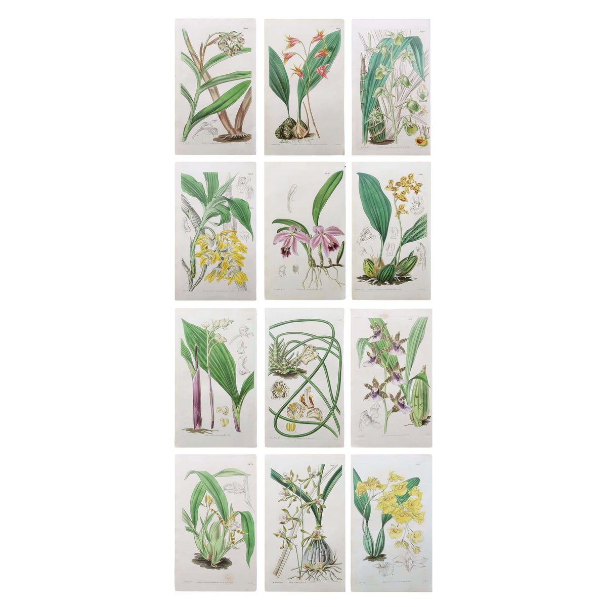 Set of 12 Original Antique Botanical Prints- Orchids. Curtis. Dated 1837