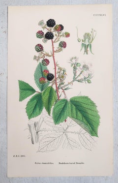 Set of 12 Original Antique Fruit Prints - Genus Rubus, Circa 1850