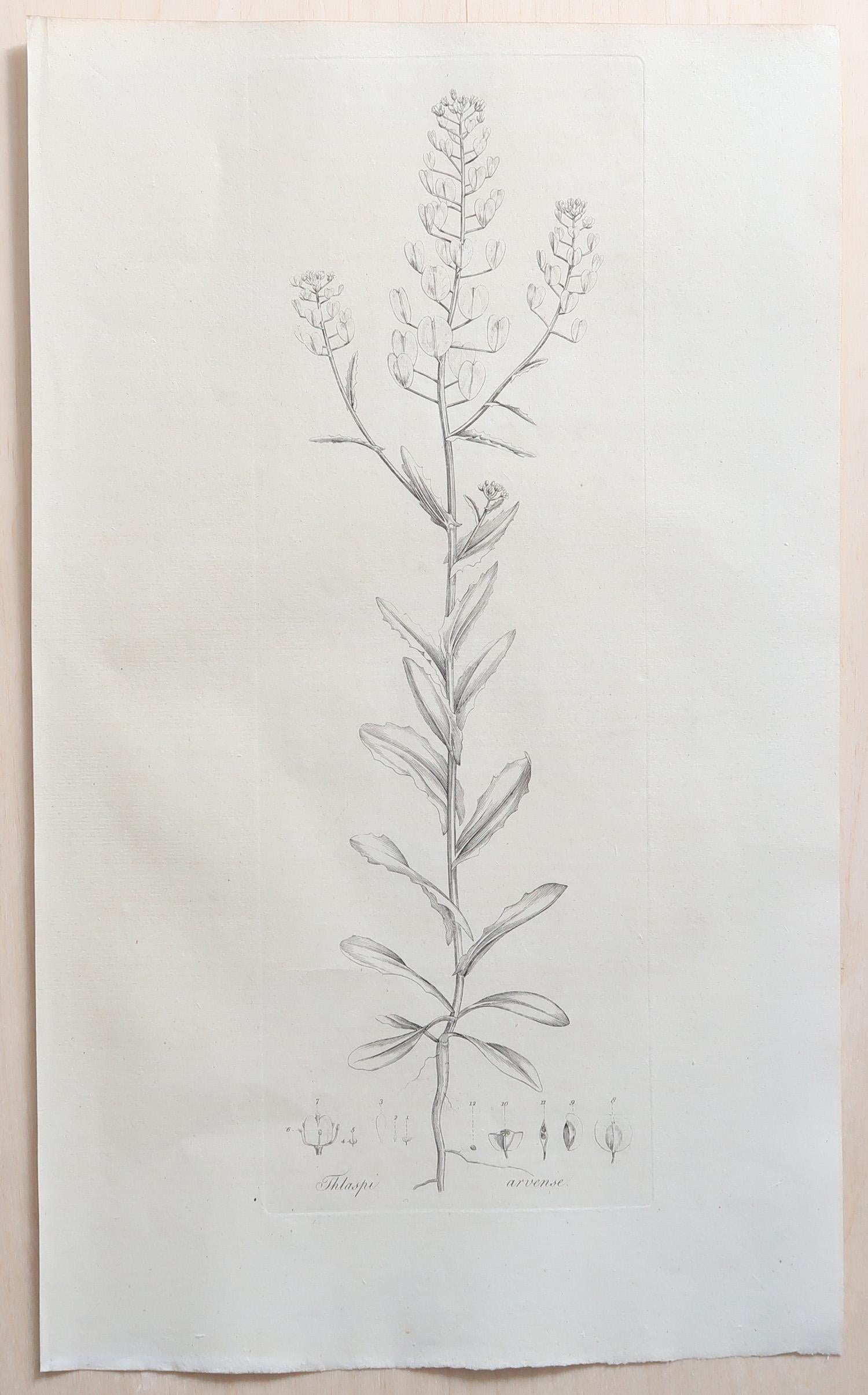 Set of 12 Original Antique Large Scale Botanical Prints. Dated 1791 For Sale 2