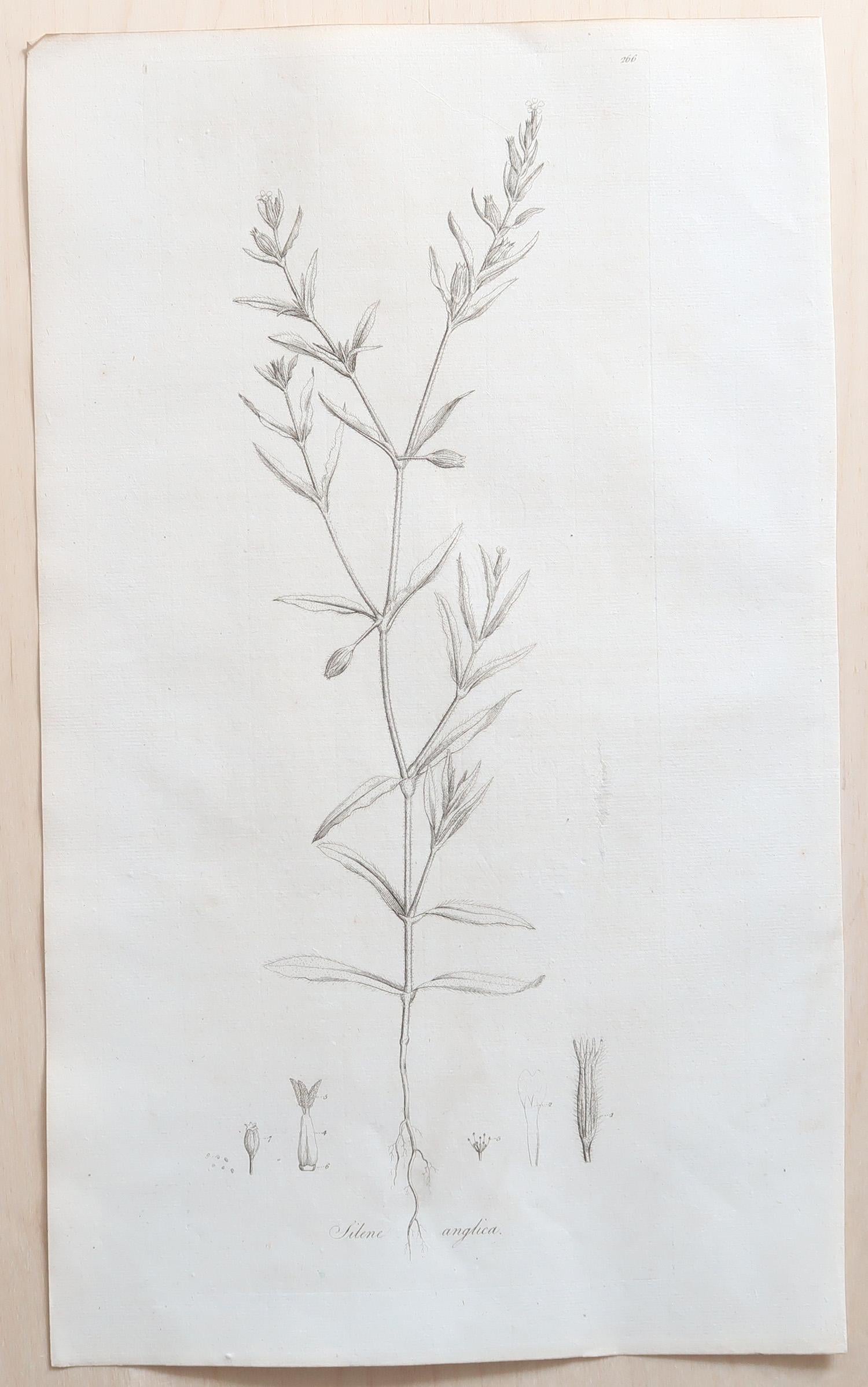 Set of 12 Original Antique Large Scale Botanical Prints. Dated 1791 For Sale 3