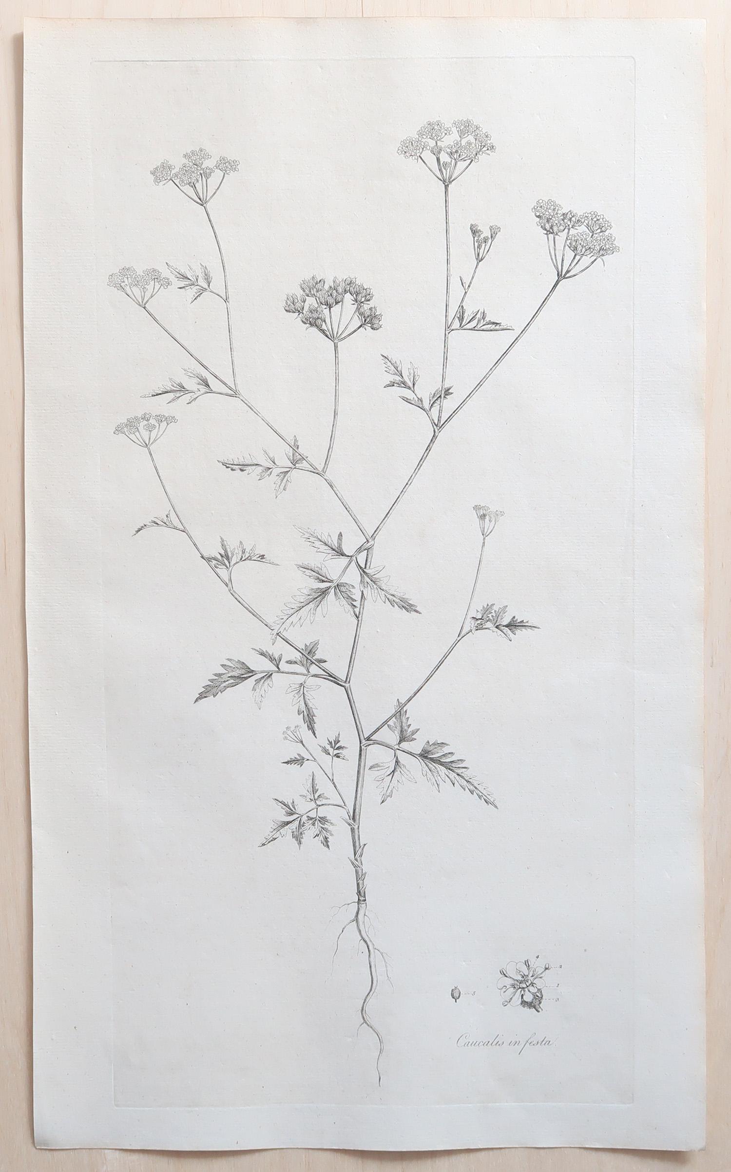 Set of 12 Original Antique Large Scale Botanical Prints. Dated 1791 For Sale 4