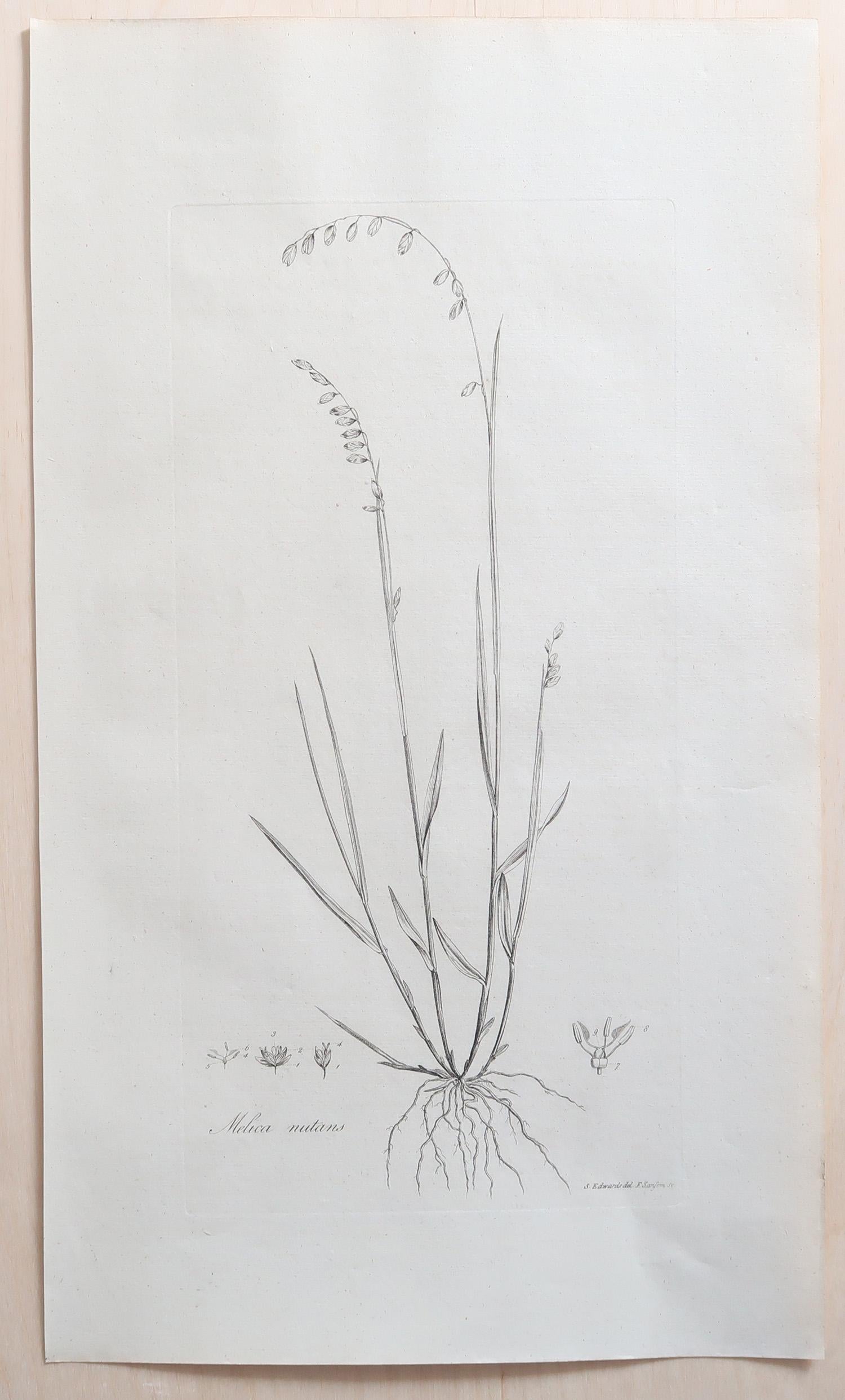 Set of 12 Original Antique Large Scale Botanical Prints. Dated 1791 For Sale 5