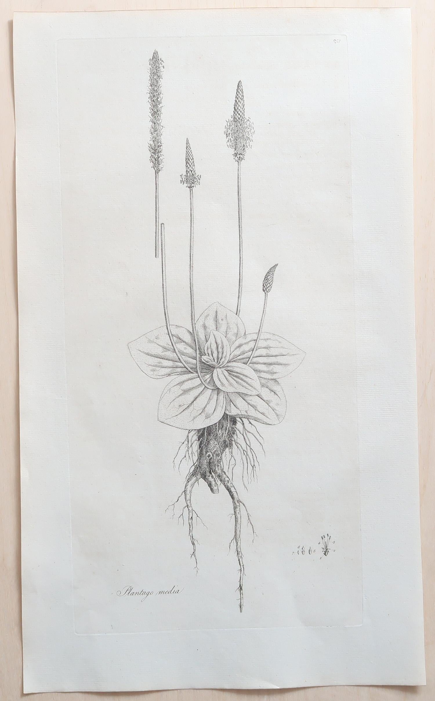 Wonderful set of 12 botanical prints. 

A beautiful colour of off-white/cream to the paper.

Dated 1791

Originally from 
