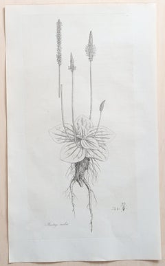 Conjunto de 12 Grabados Botánicos Antiguos Originales a Gran Escala. Fechado en 1791