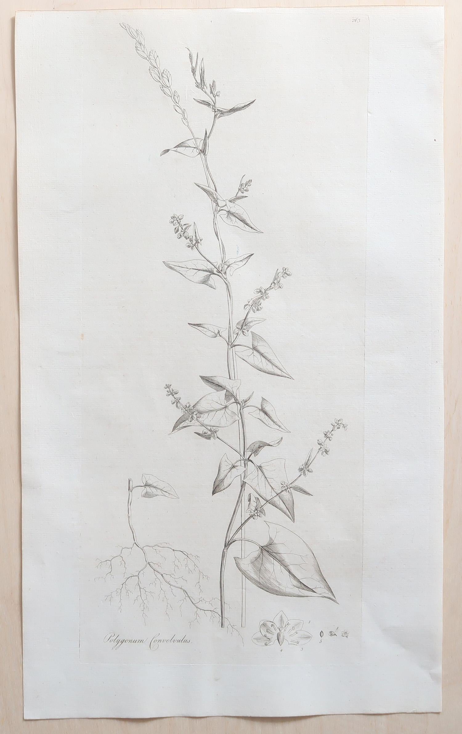 Georgian Set of 12 Original Antique Large Scale Botanical Prints. Dated 1791 For Sale