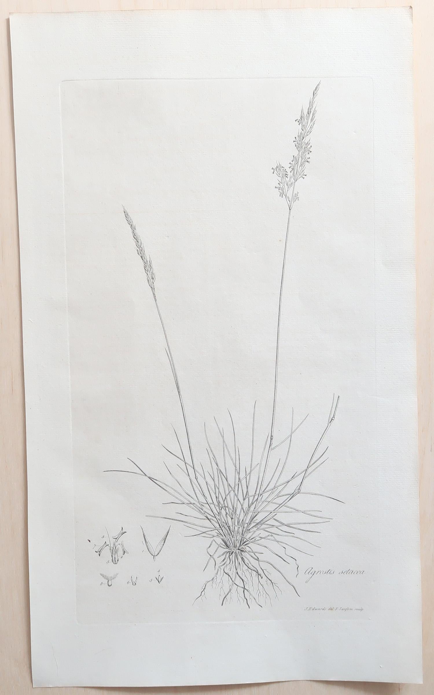 English Set of 12 Original Antique Large Scale Botanical Prints. Dated 1791 For Sale