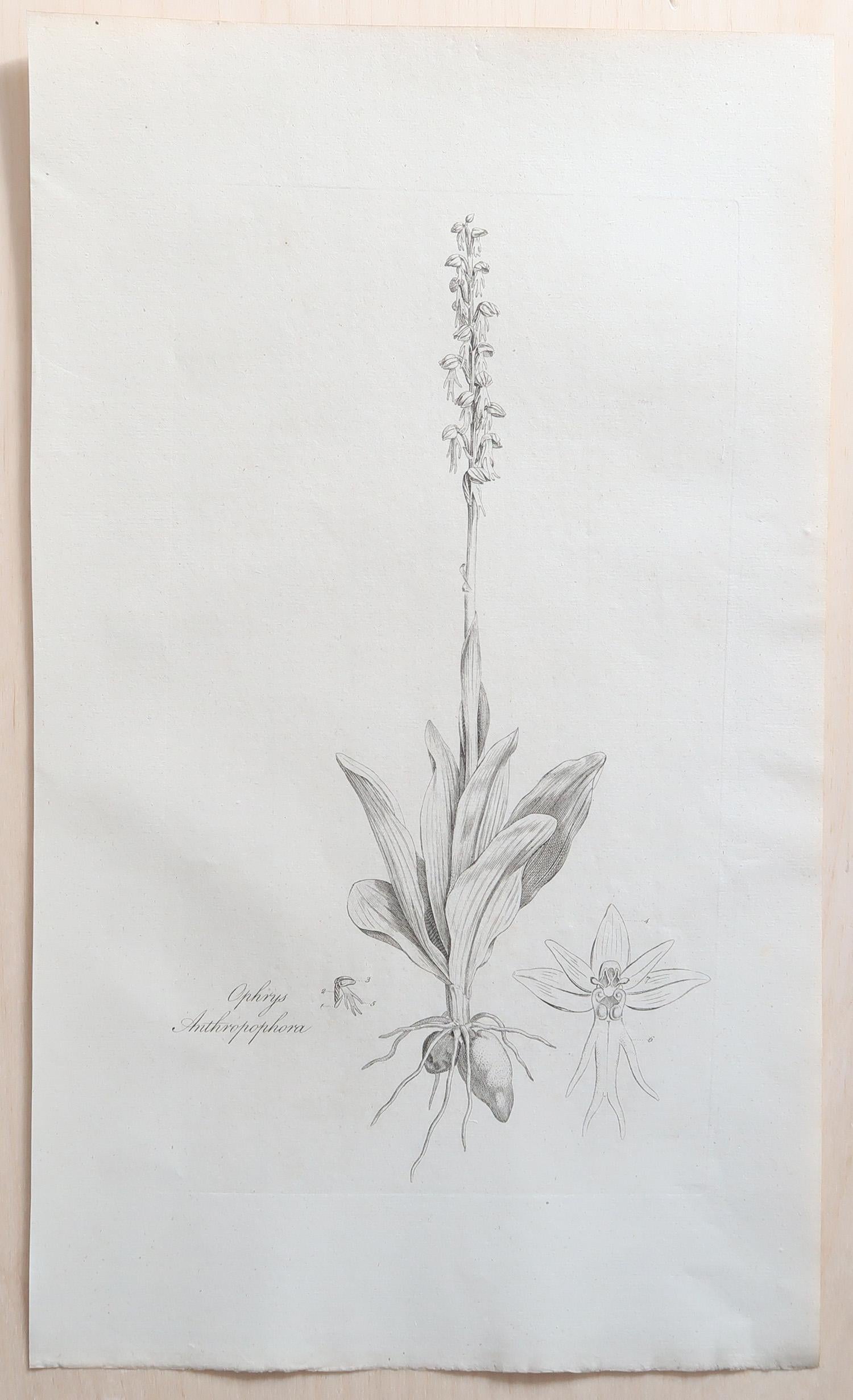 Other Set of 12 Original Antique Large Scale Botanical Prints. Dated 1791 For Sale