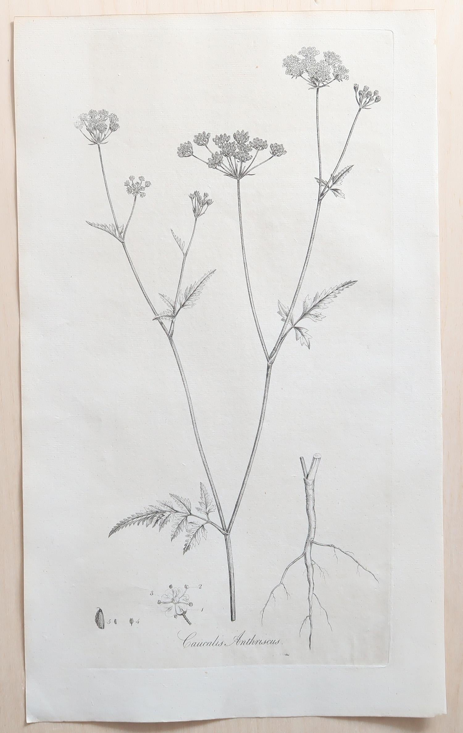 Set of 12 Original Antique Large Scale Botanical Prints. Dated 1791 In Good Condition For Sale In St Annes, Lancashire