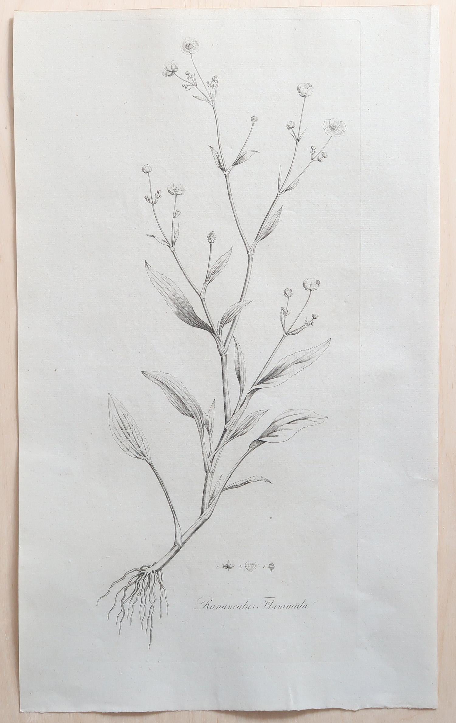 Late 18th Century Set of 12 Original Antique Large Scale Botanical Prints. Dated 1791 For Sale