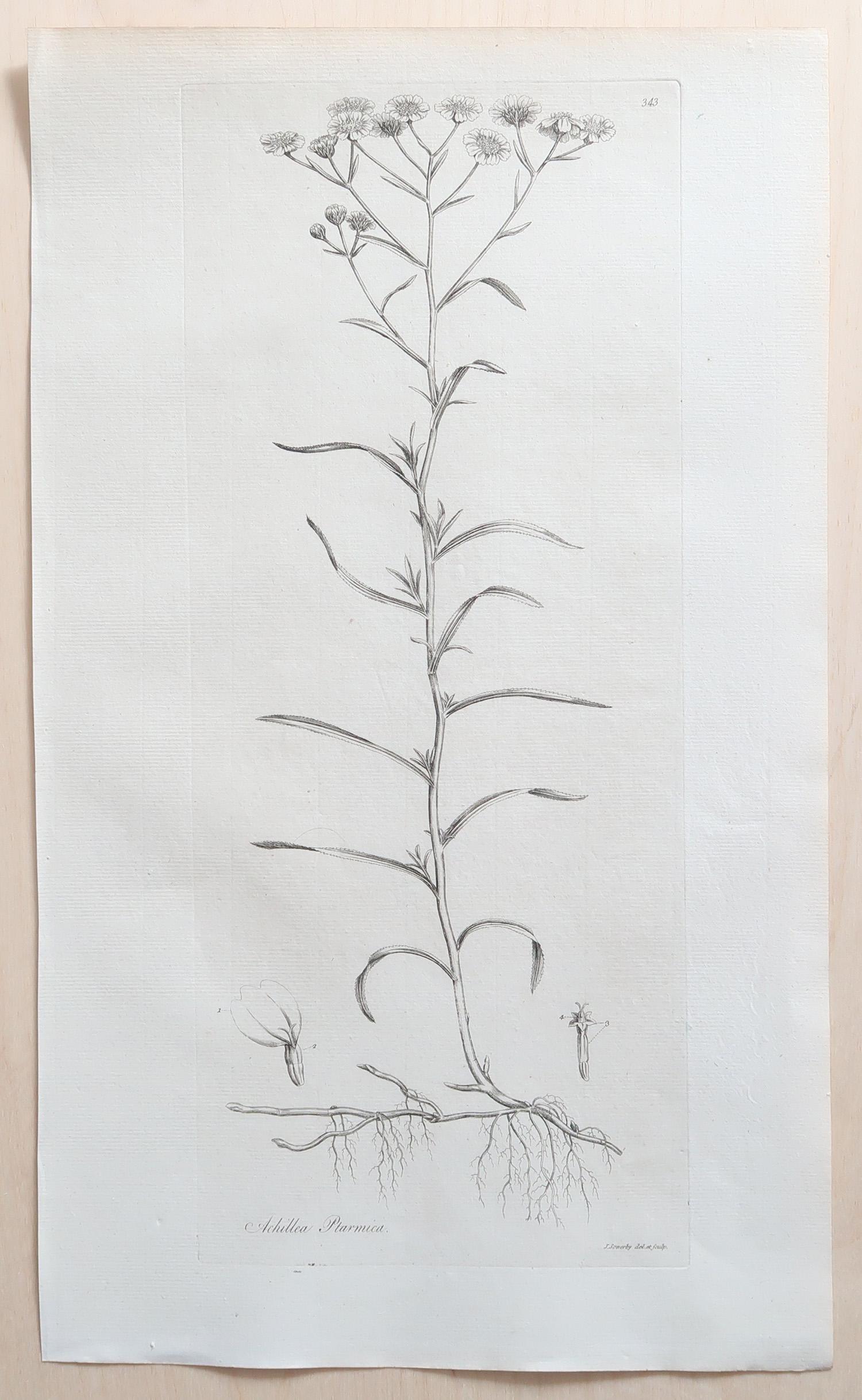 Paper Set of 12 Original Antique Large Scale Botanical Prints. Dated 1791 For Sale