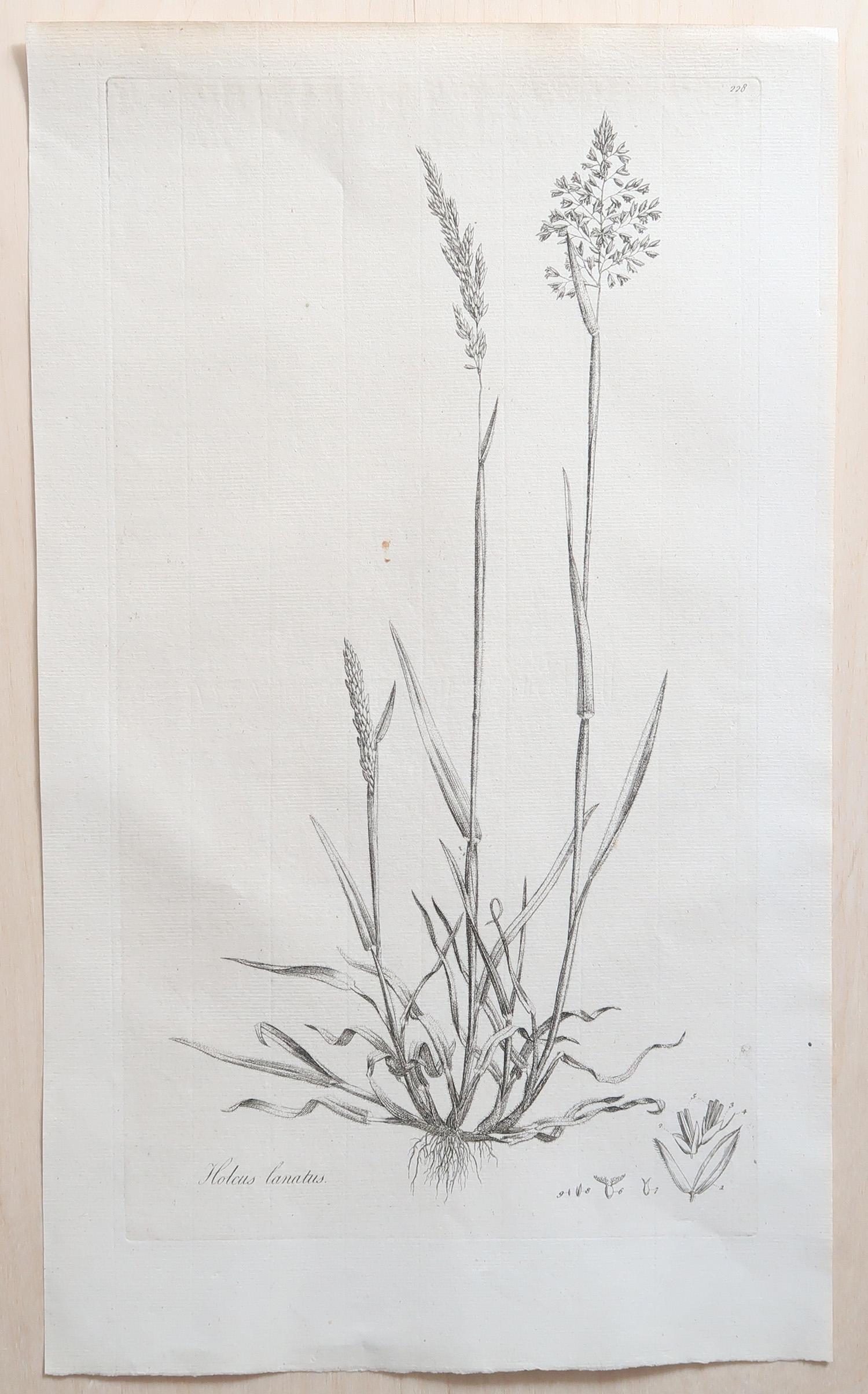 Set of 12 Original Antique Large Scale Botanical Prints. Dated 1791 For Sale 1