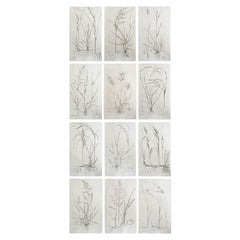 Set of 12 Original Antique Large Scale Botanical Prints. Dated 1791