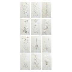 Satz von 12 originalen antiken großformatigen botanischen Drucken. Datiert 1791
