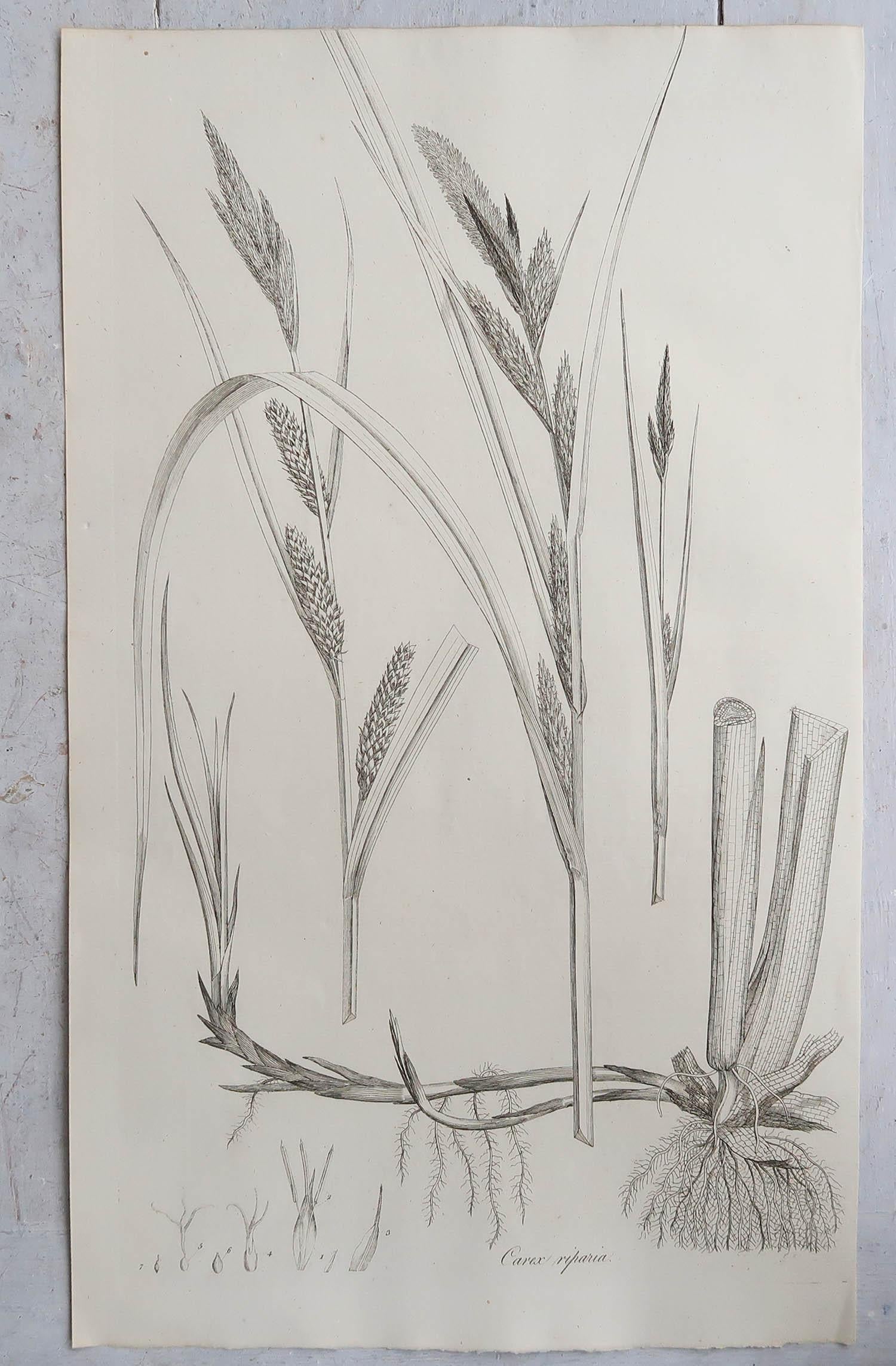 Set of 12 Original Antique Large Scale Botanical Prints - Grasses. Dated 1791 2