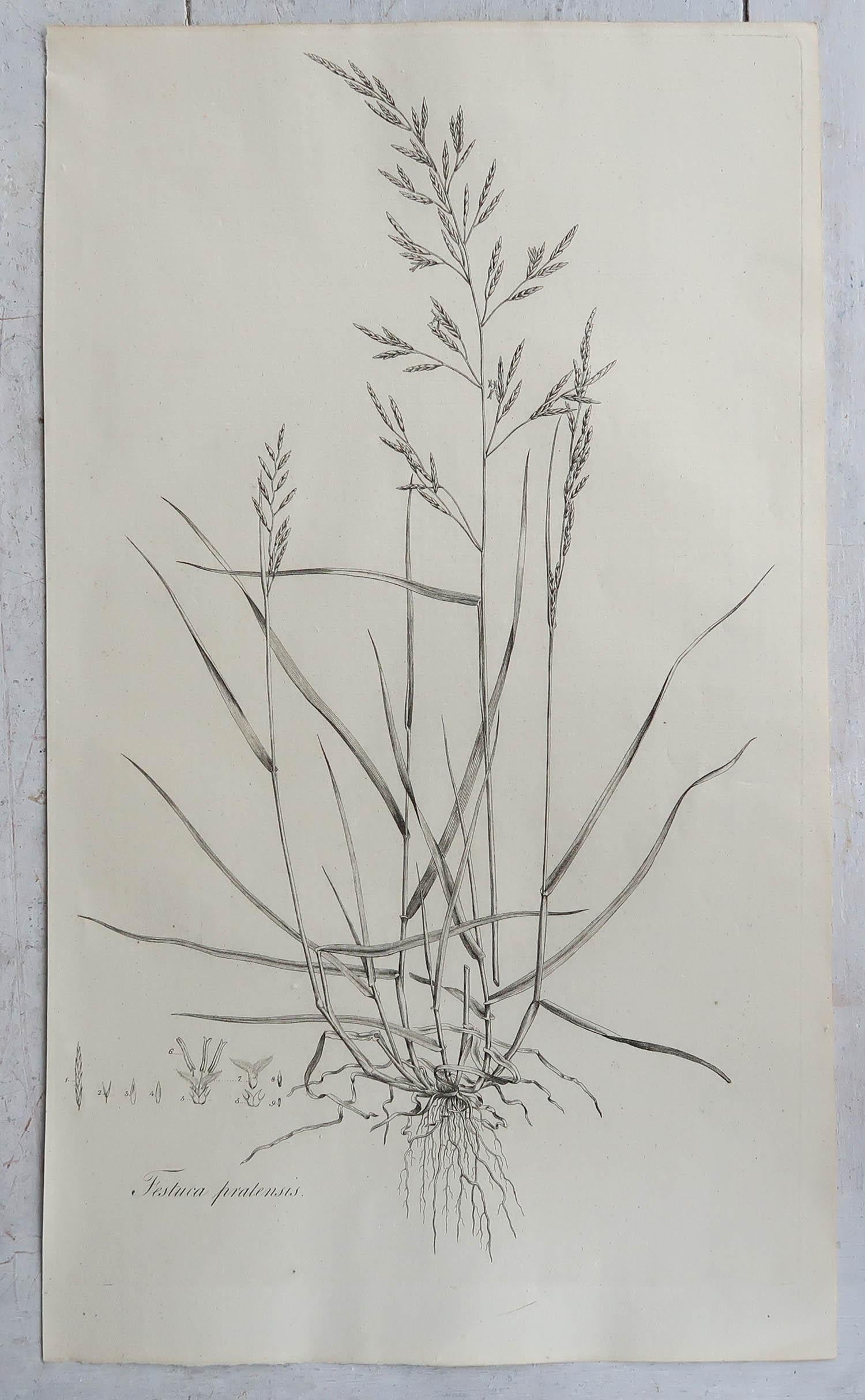 Set of 12 Original Antique Large Scale Botanical Prints - Grasses. Dated 1791 3