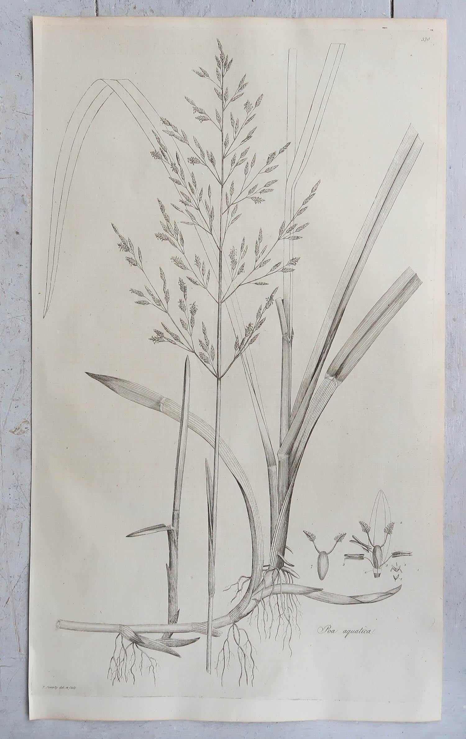 Set of 12 Original Antique Large Scale Botanical Prints - Grasses. Dated 1791 4