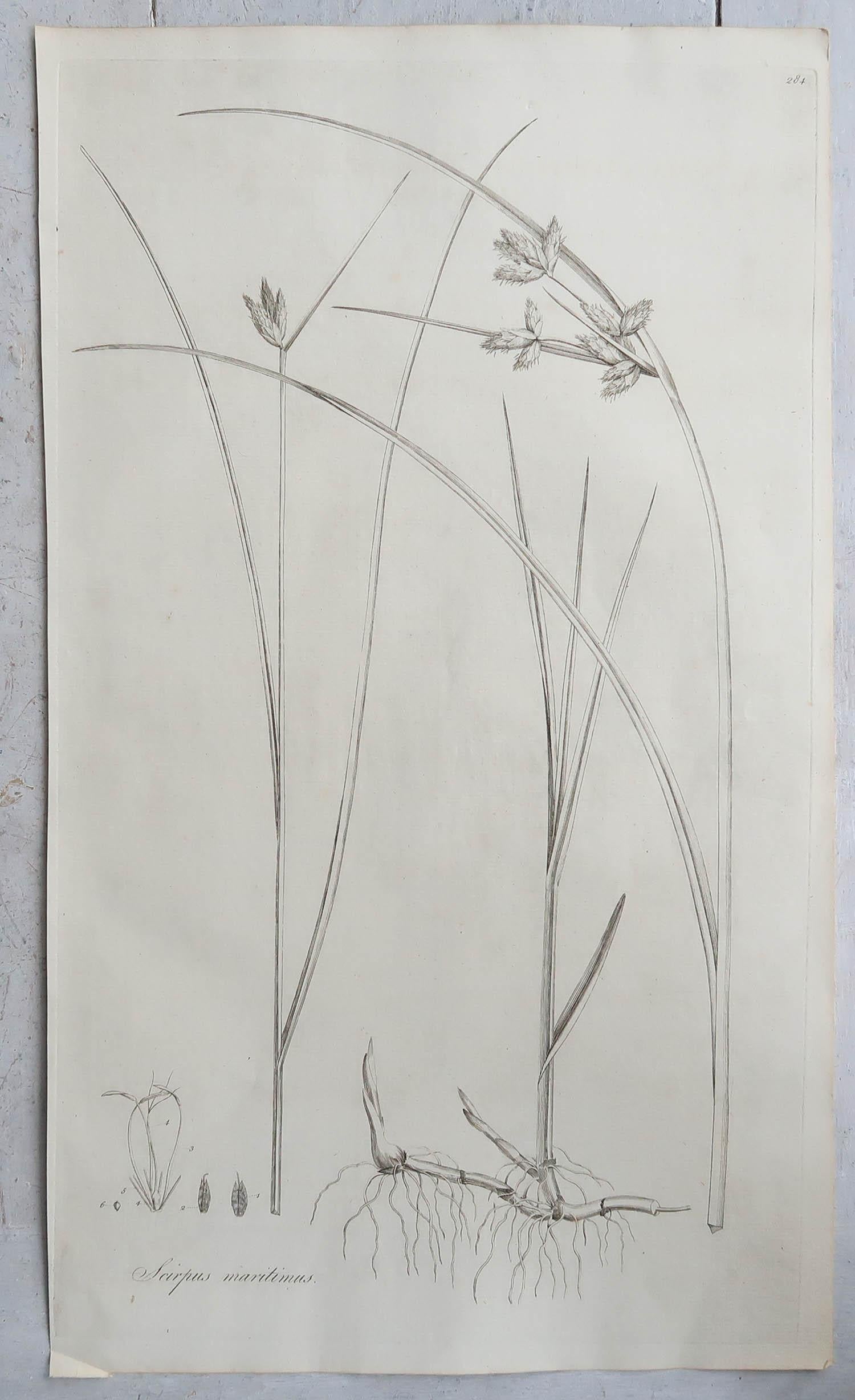 Set of 12 Original Antique Large Scale Botanical Prints - Grasses. Dated 1791 5