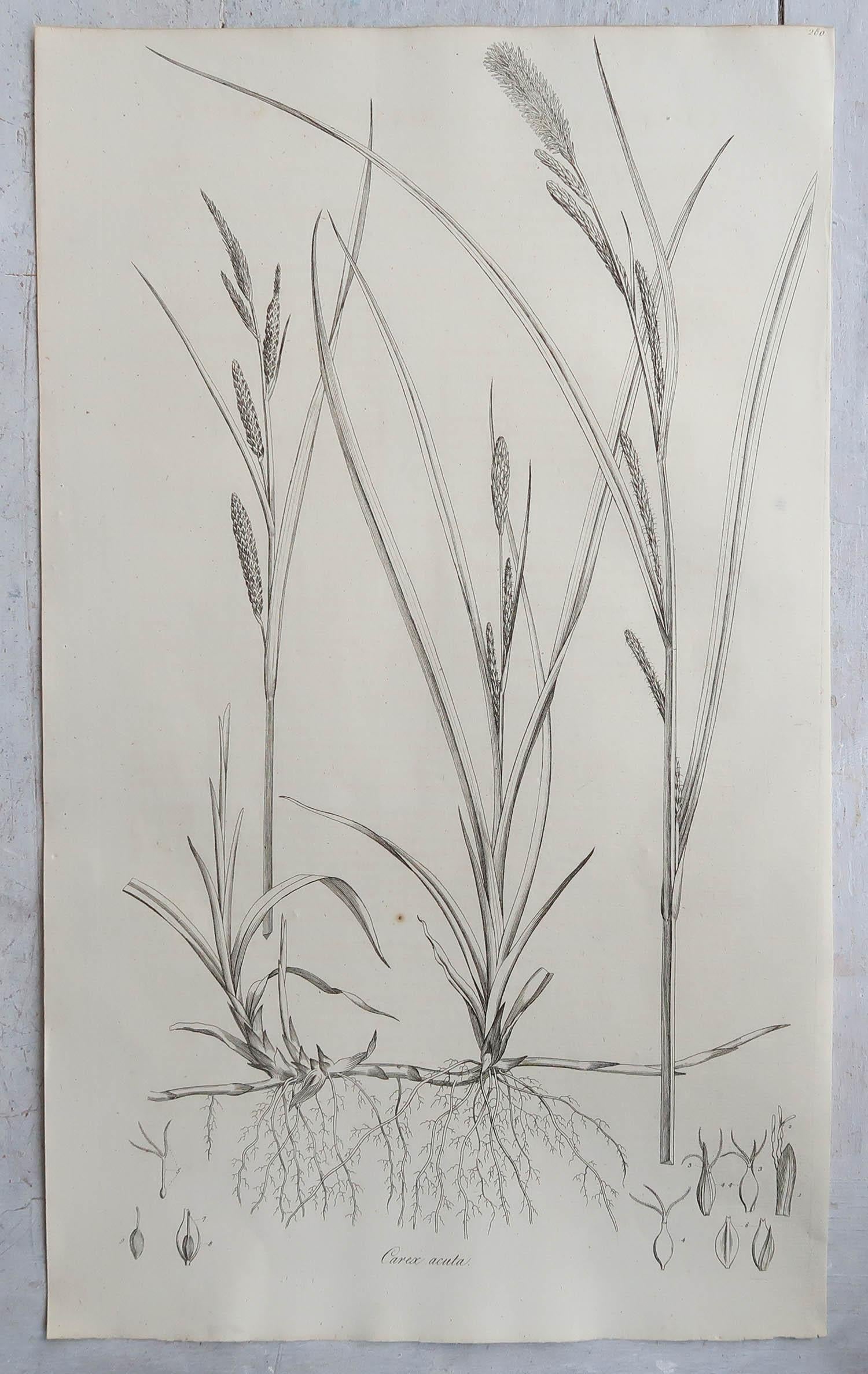 Wonderful set of 12 botanical prints. All grasses

A beautiful colour of off-white/cream to the paper.

Dated 1791

Originally from 