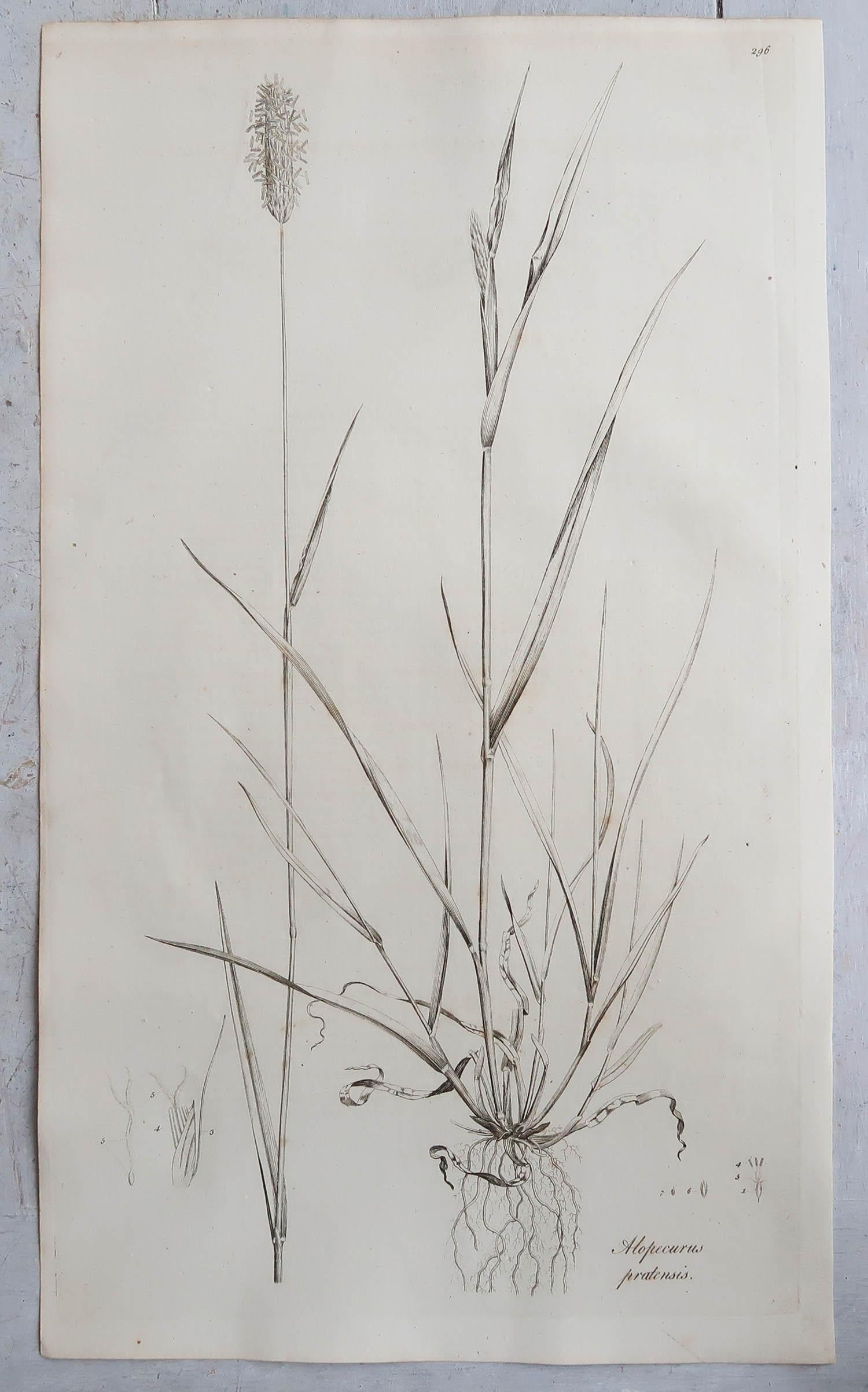 English Set of 12 Original Antique Large Scale Botanical Prints - Grasses. Dated 1791