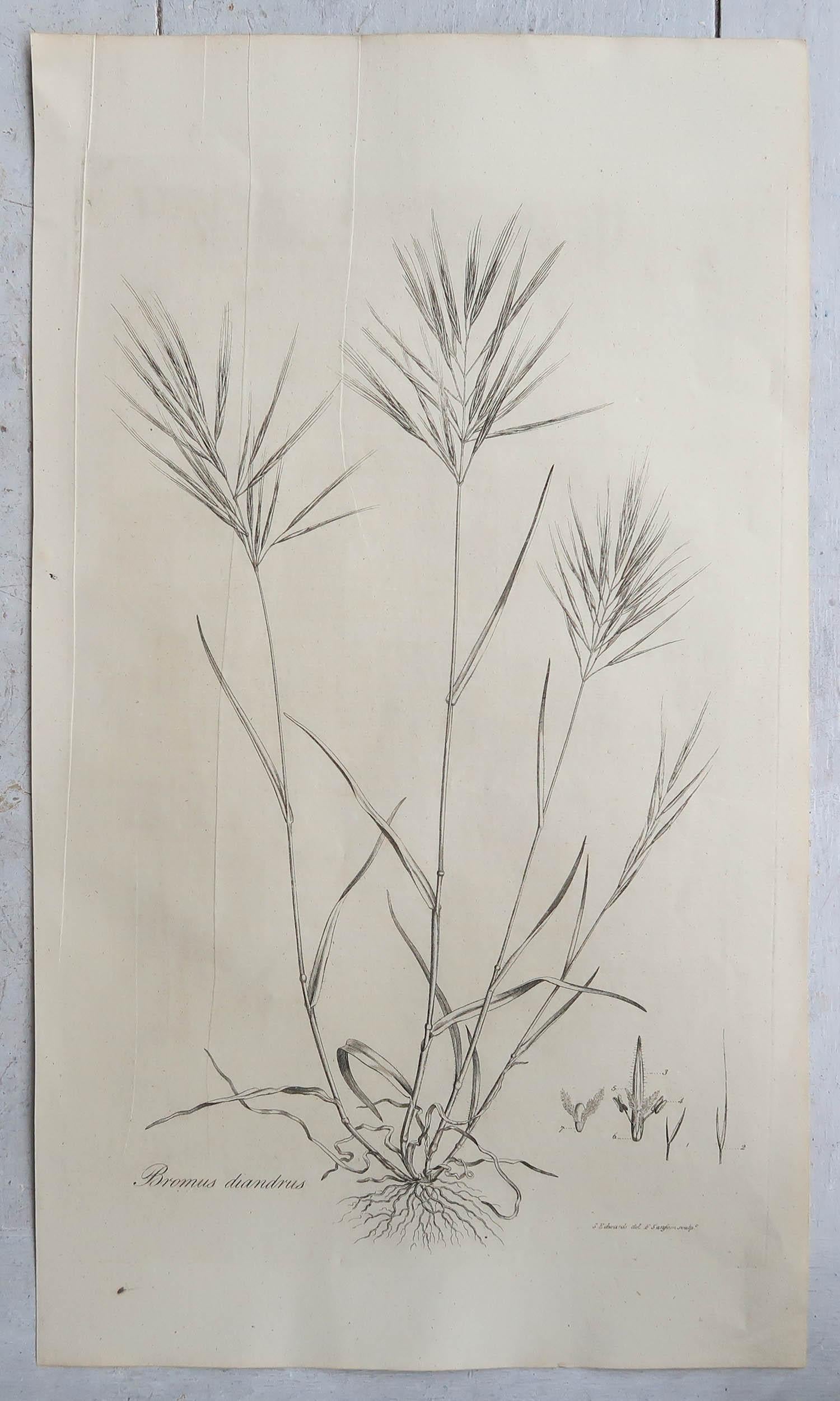 Set of 12 Original Antique Large Scale Botanical Prints - Grasses. Dated 1791 In Good Condition In St Annes, Lancashire