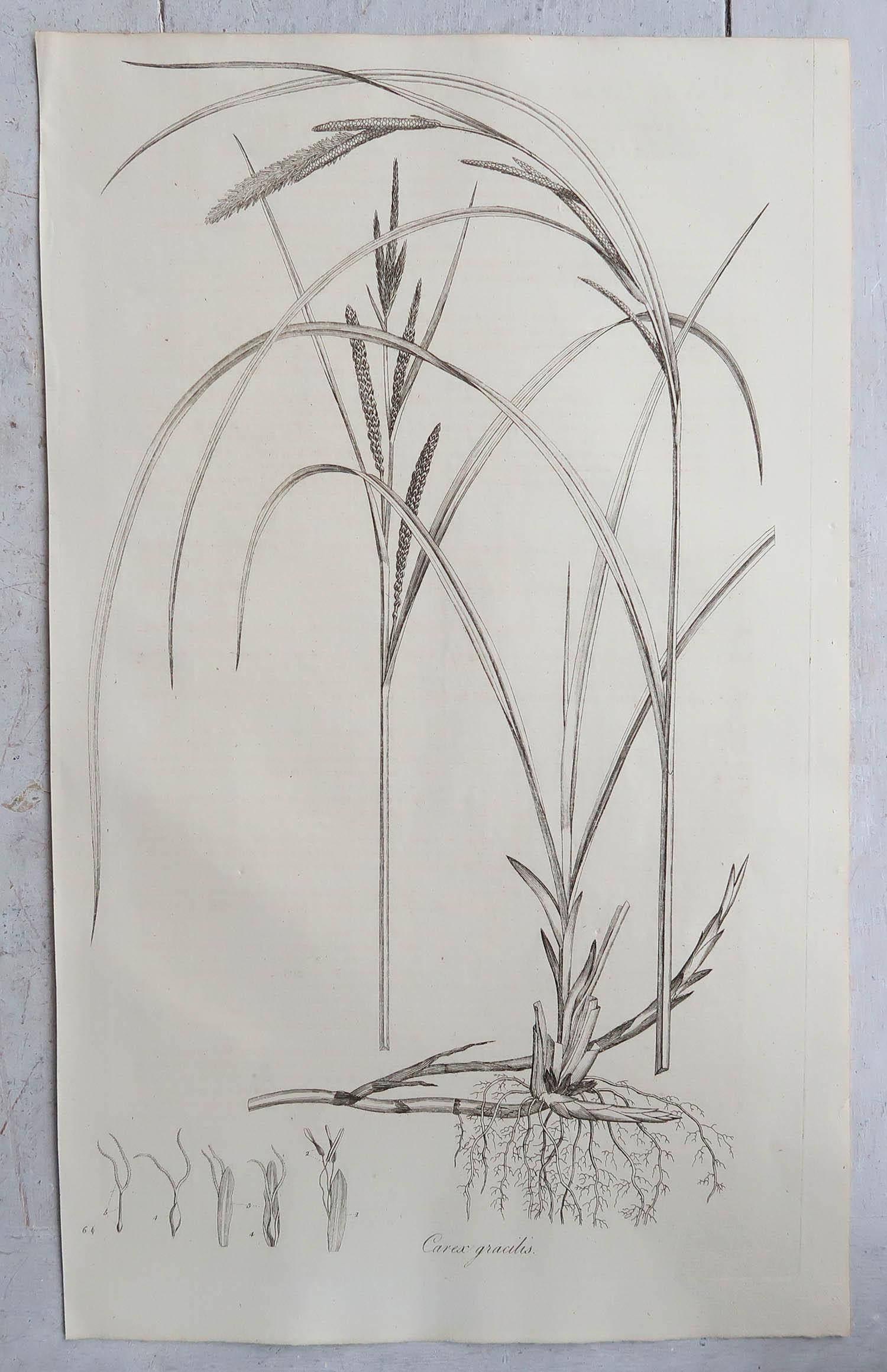Paper Set of 12 Original Antique Large Scale Botanical Prints - Grasses. Dated 1791