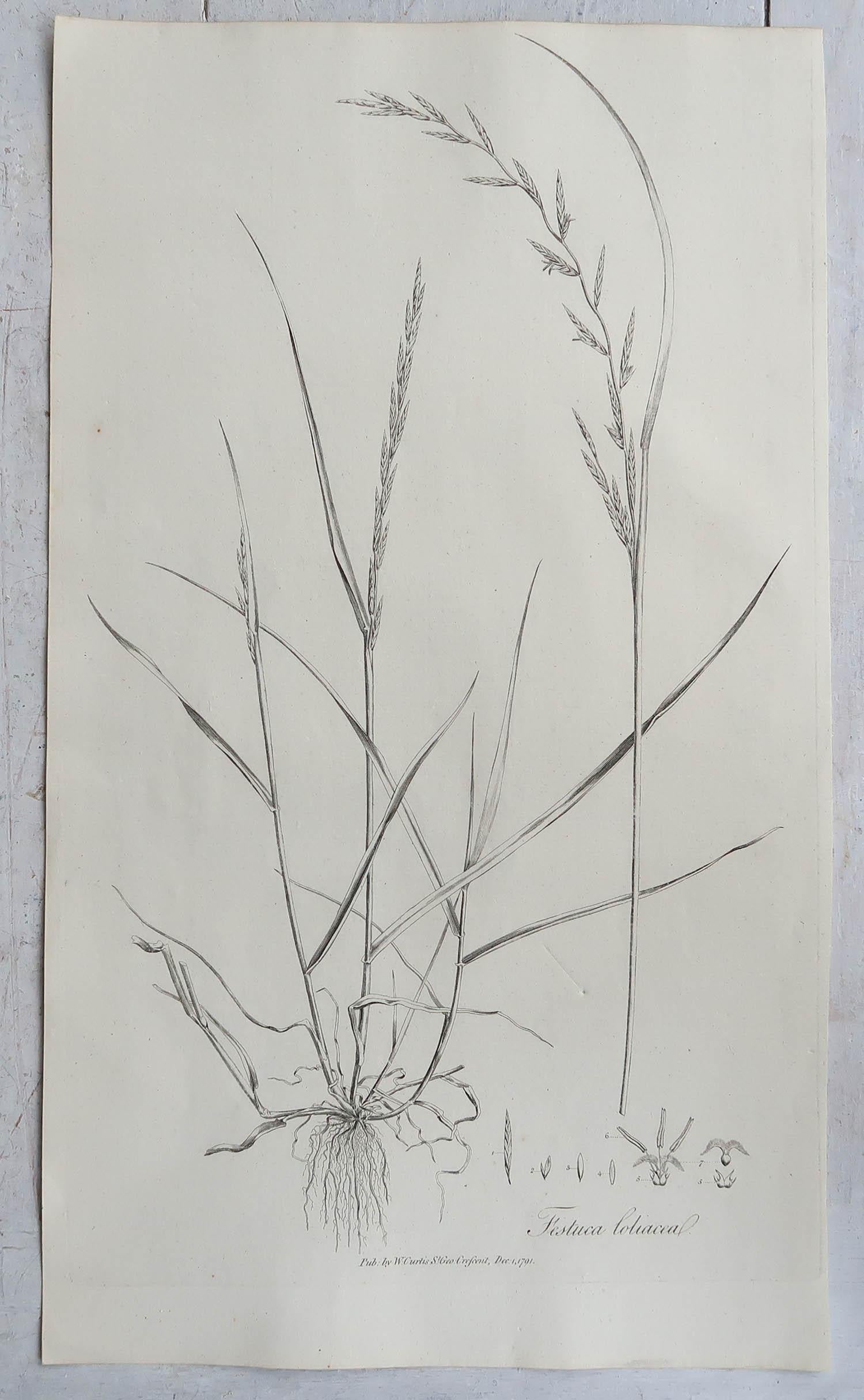 Set of 12 Original Antique Large Scale Botanical Prints - Grasses. Dated 1791 1