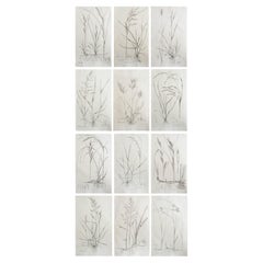 Set of 12 Original Antique Large Scale Botanical Prints - Grasses. Dated 1791