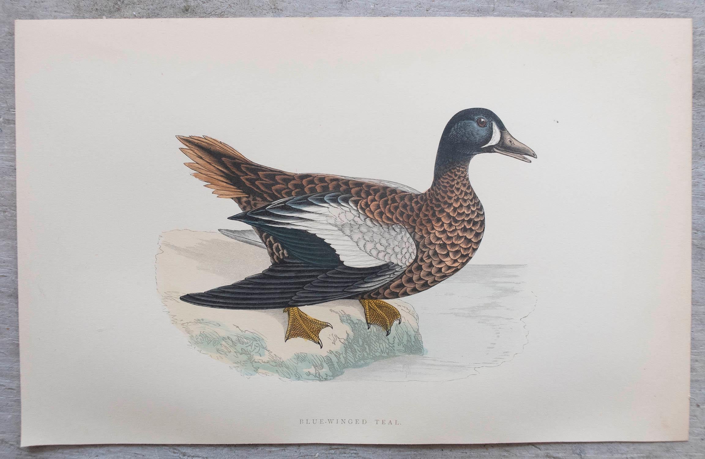 Set von 12 Originalen antiken Drucken von Enten nach Francis Lydon, um 1880 im Angebot 2