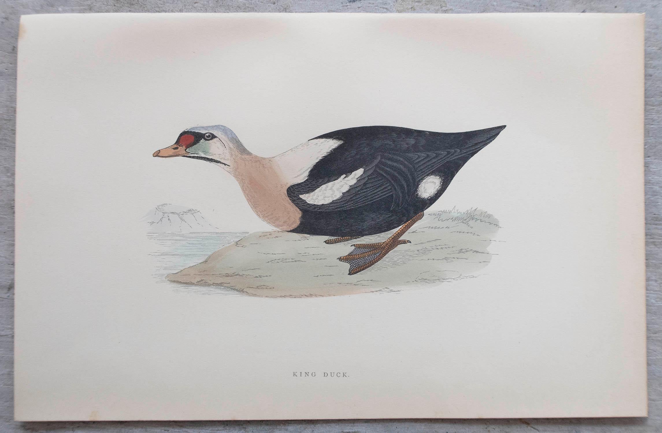Set of 12 Original Antique Prints of Ducks After Francis Lydon, C.1880 For Sale 3