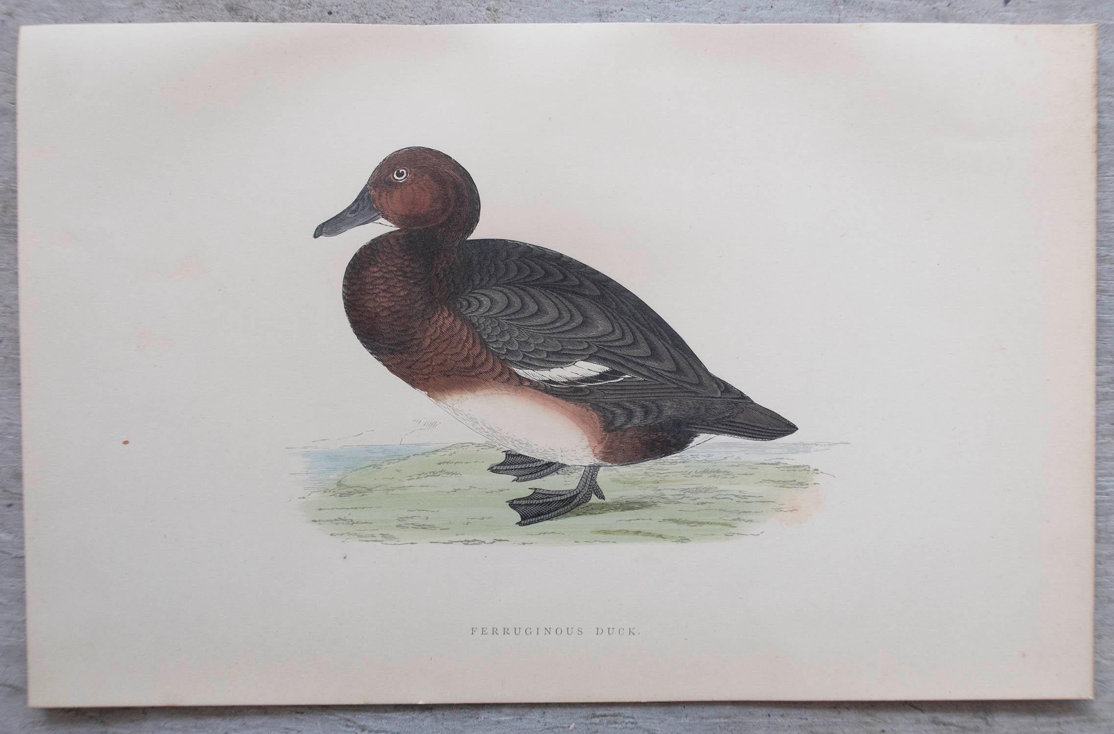 Set of 12 Original Antique Prints of Ducks After Francis Lydon, C.1880 For Sale 4