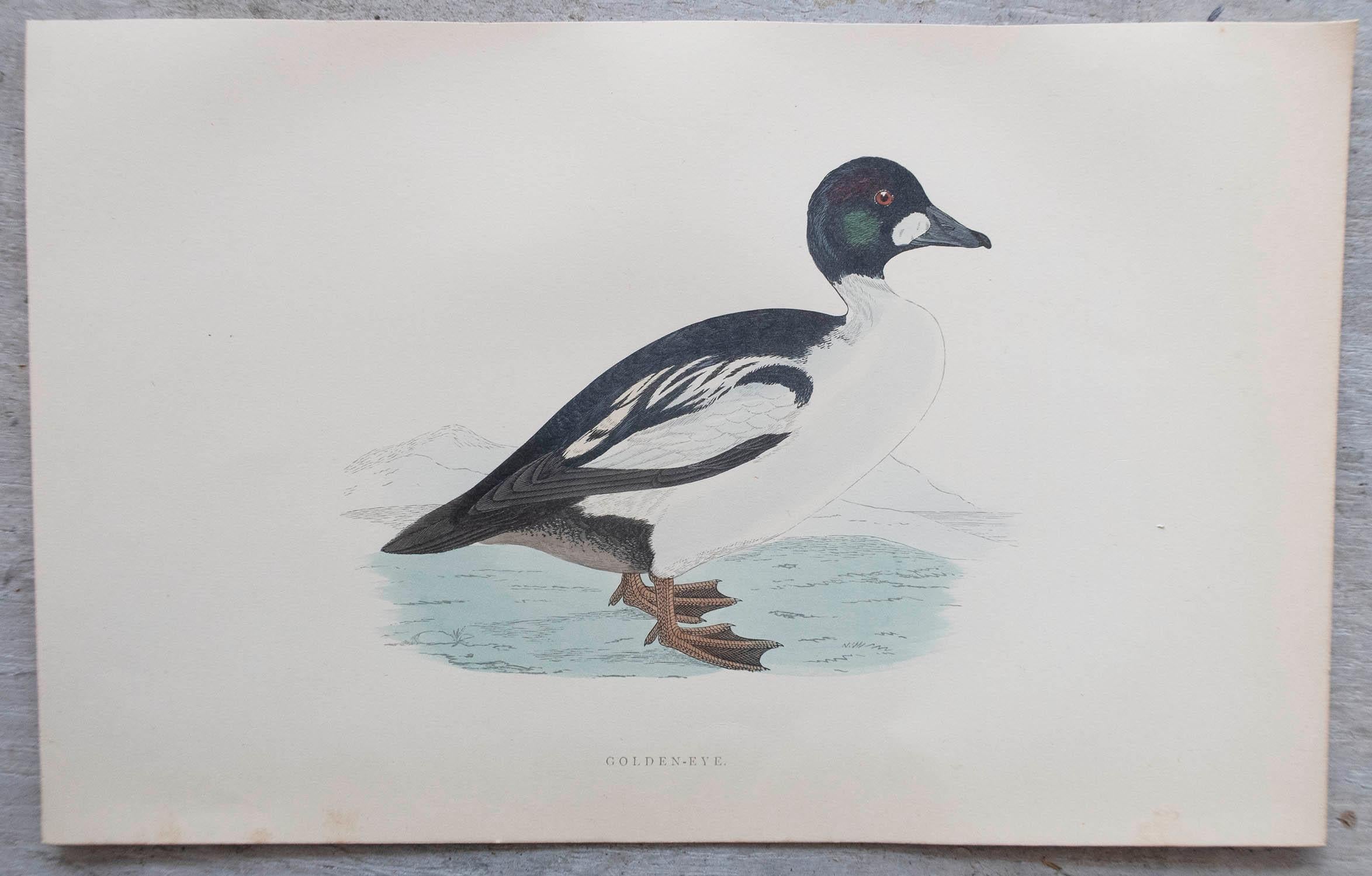 Set of 12 Original Antique Prints of Ducks After Francis Lydon, C.1880 For Sale 5