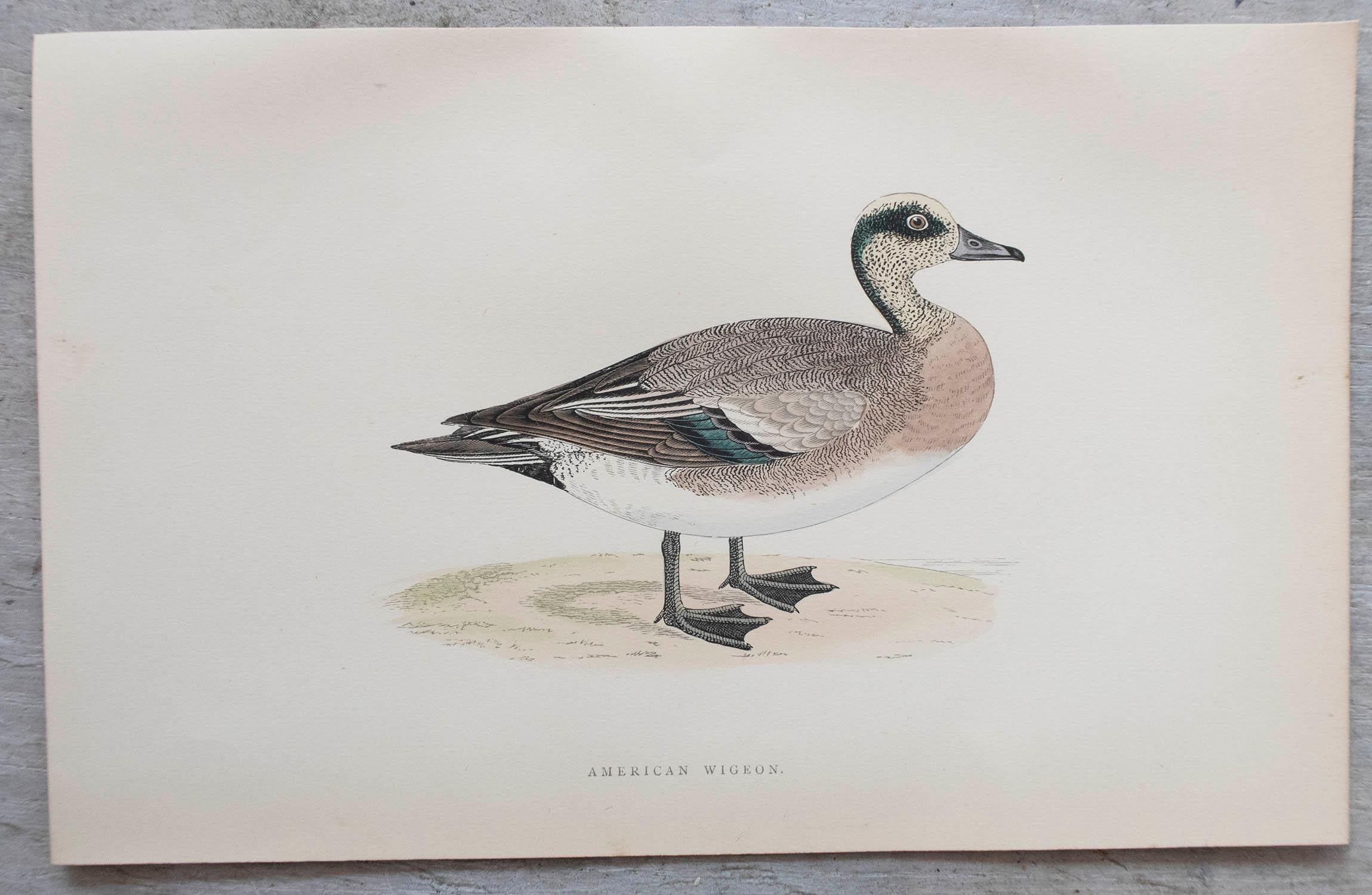 Wonderful set of 12 antique prints of ducks.

Lithographs after the original drawings by Alexander Francis Lydon

Original colour

Published by John C. Nimmo, Circa 1880.

Unframed

Free shipping.




