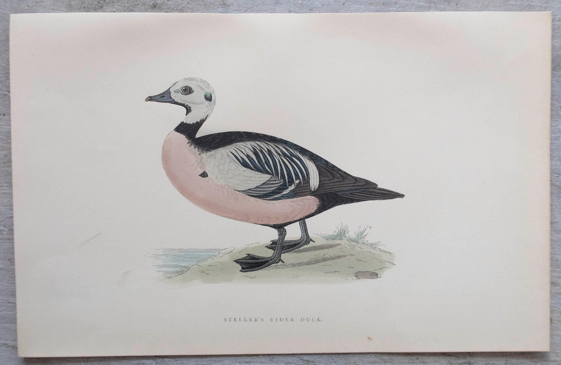 Folk Art Set of 12 Original Antique Prints of Ducks After Francis Lydon, C.1880 For Sale