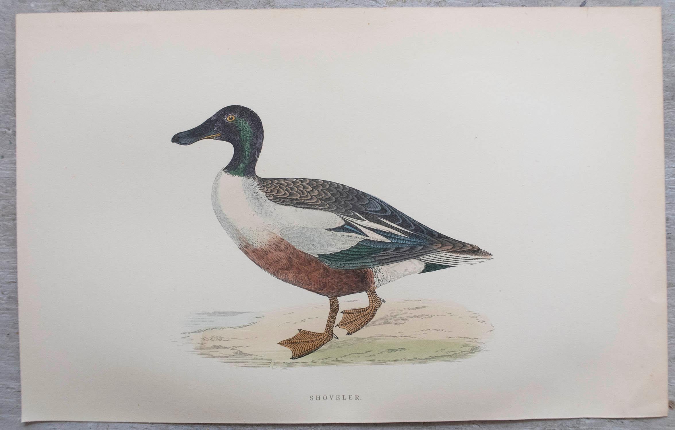 English Set of 12 Original Antique Prints of Ducks After Francis Lydon, C.1880 For Sale