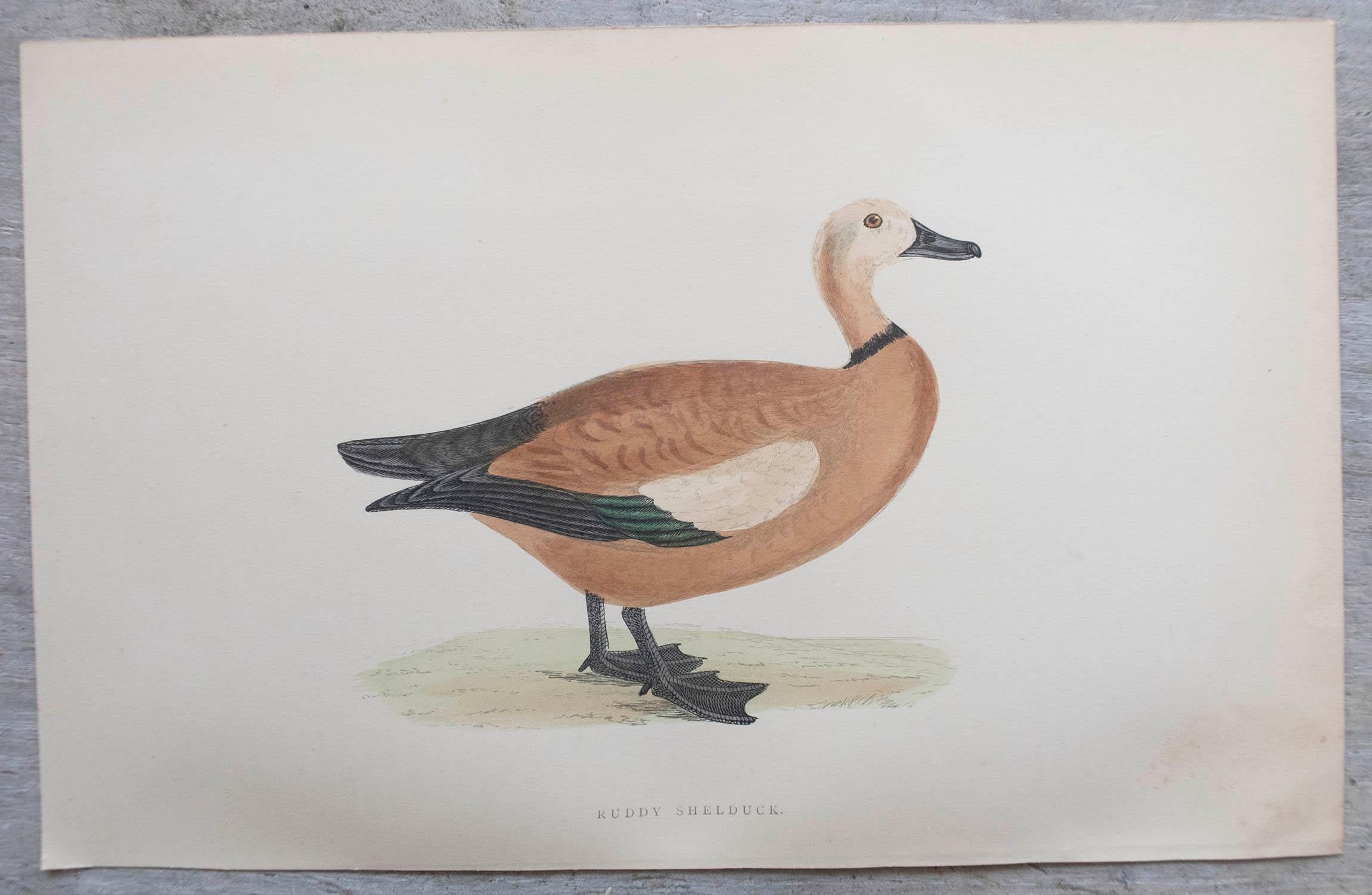 Other Set of 12 Original Antique Prints of Ducks After Francis Lydon, C.1880 For Sale