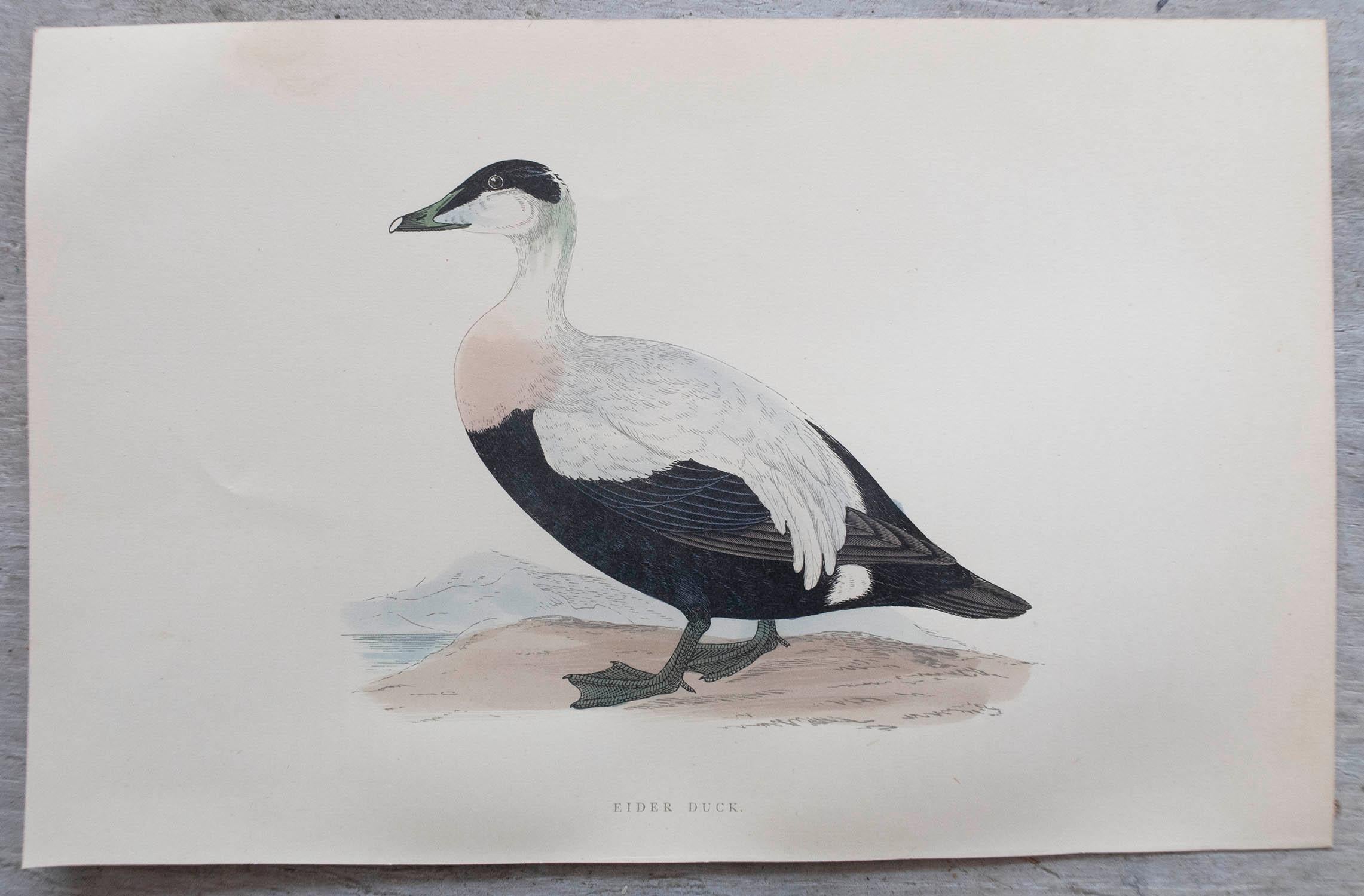 Set of 12 Original Antique Prints of Ducks After Francis Lydon, C.1880 In Good Condition For Sale In St Annes, Lancashire