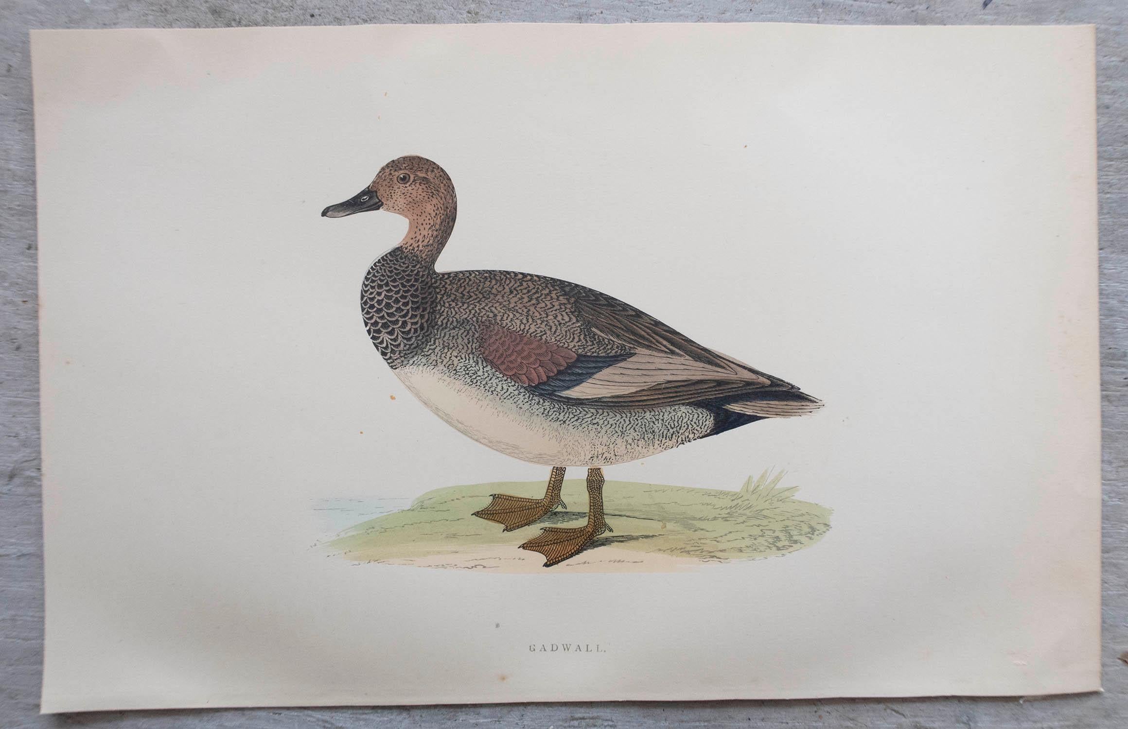 Late 19th Century Set of 12 Original Antique Prints of Ducks After Francis Lydon, C.1880 For Sale