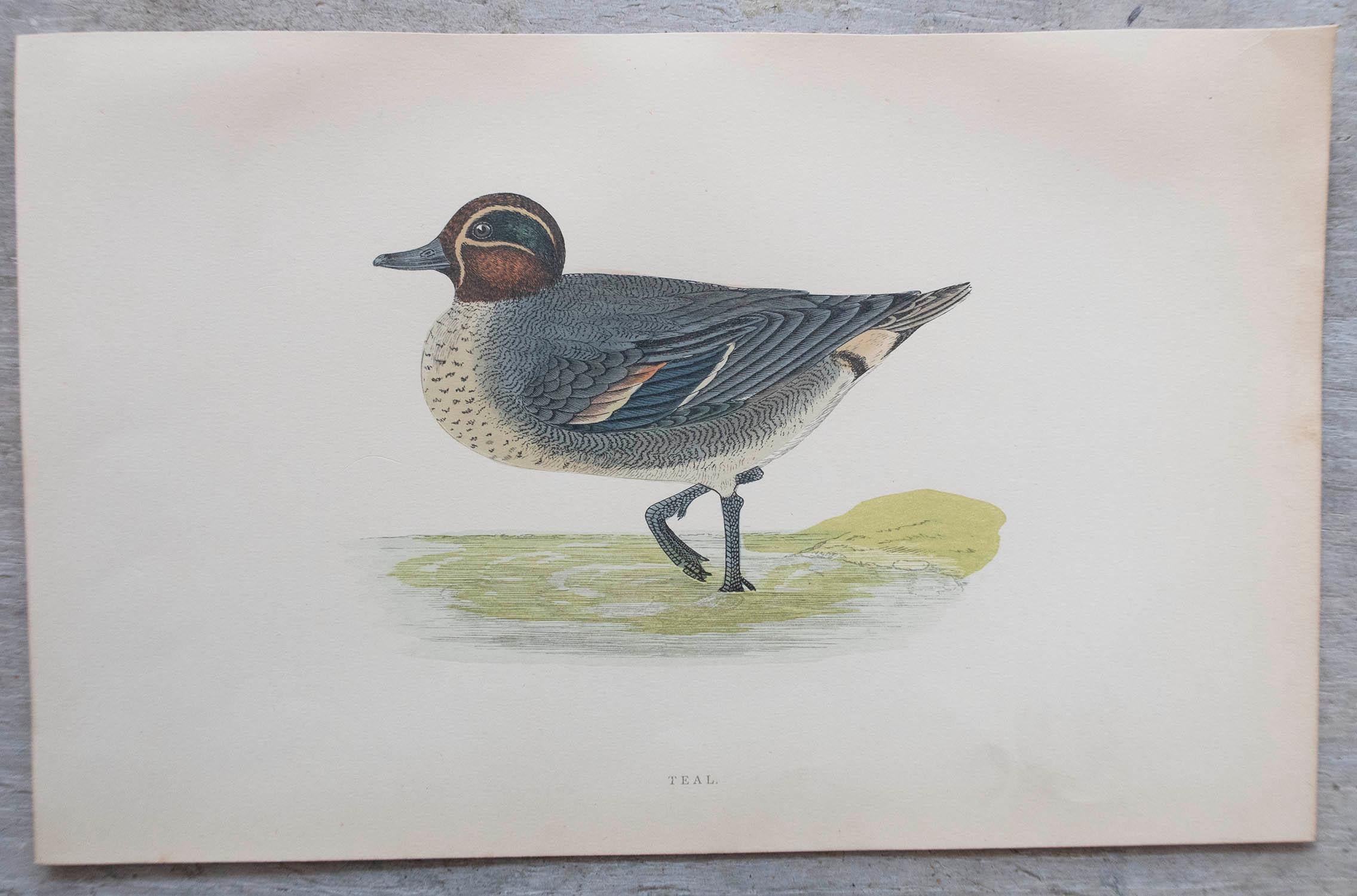 Paper Set of 12 Original Antique Prints of Ducks After Francis Lydon, C.1880 For Sale