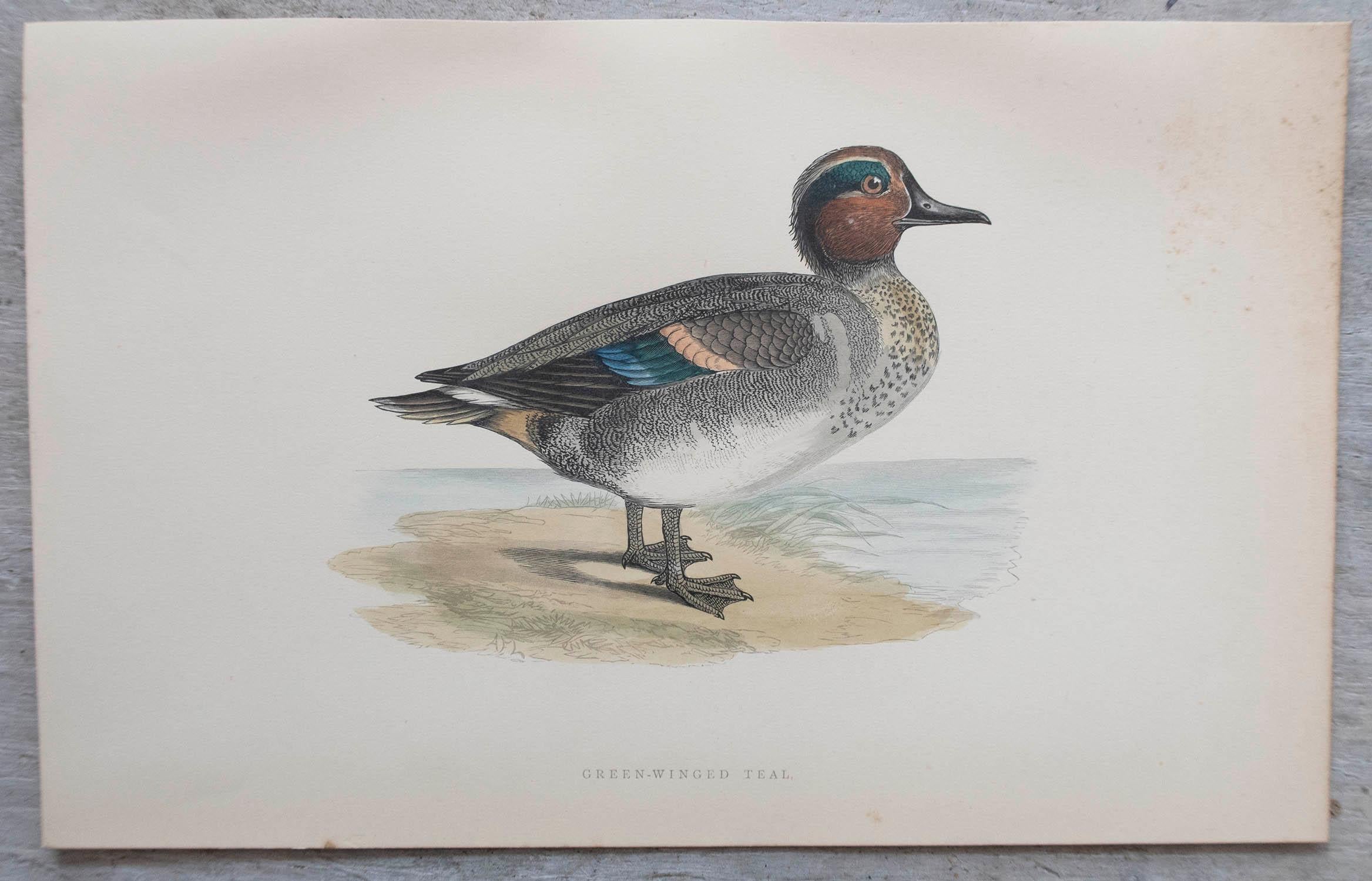 Set of 12 Original Antique Prints of Ducks After Francis Lydon, C.1880 For Sale 1