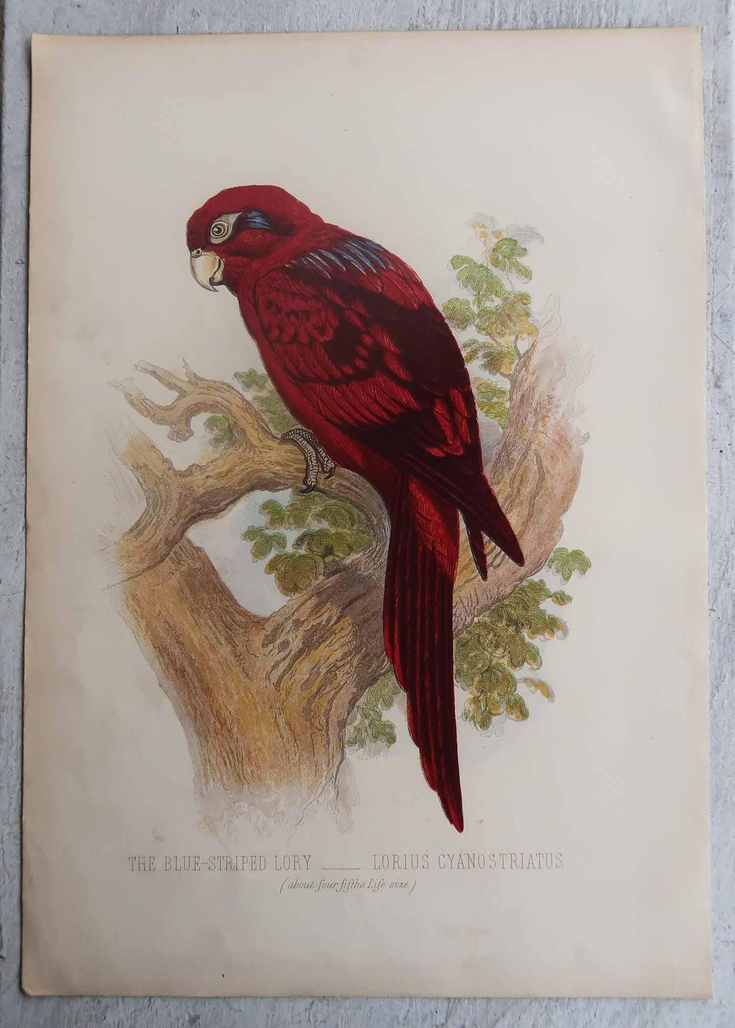Ensemble de 12 gravures anciennes originales d'oiseaux exotiques, C.I.C. en vente 3